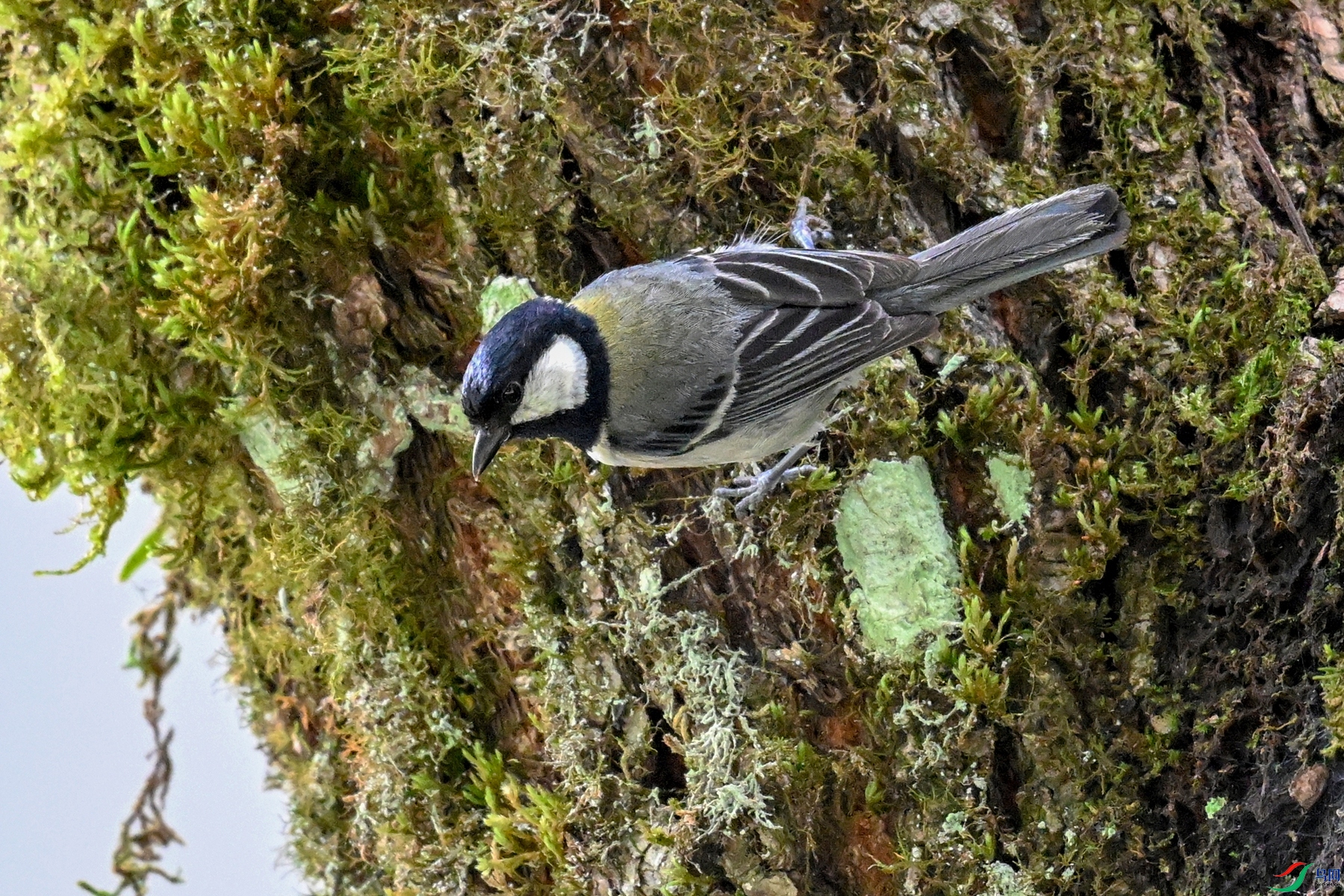 DSC_3371.JPG