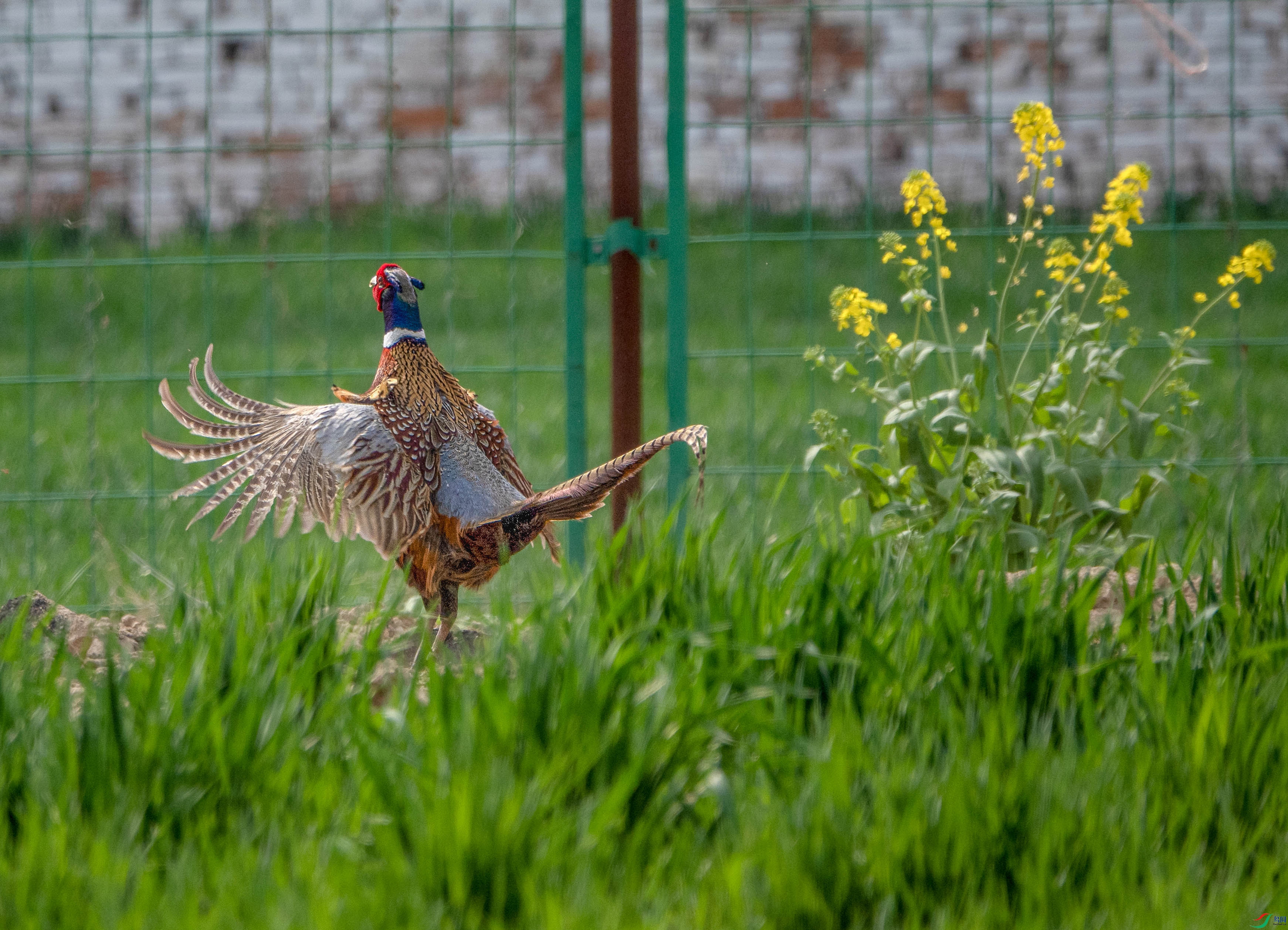 DSC06979 ����.jpg