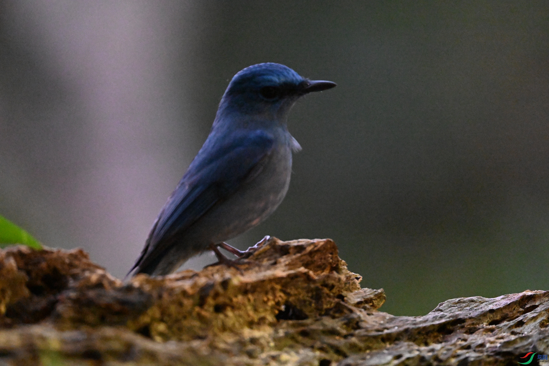 DSC_6987.JPG