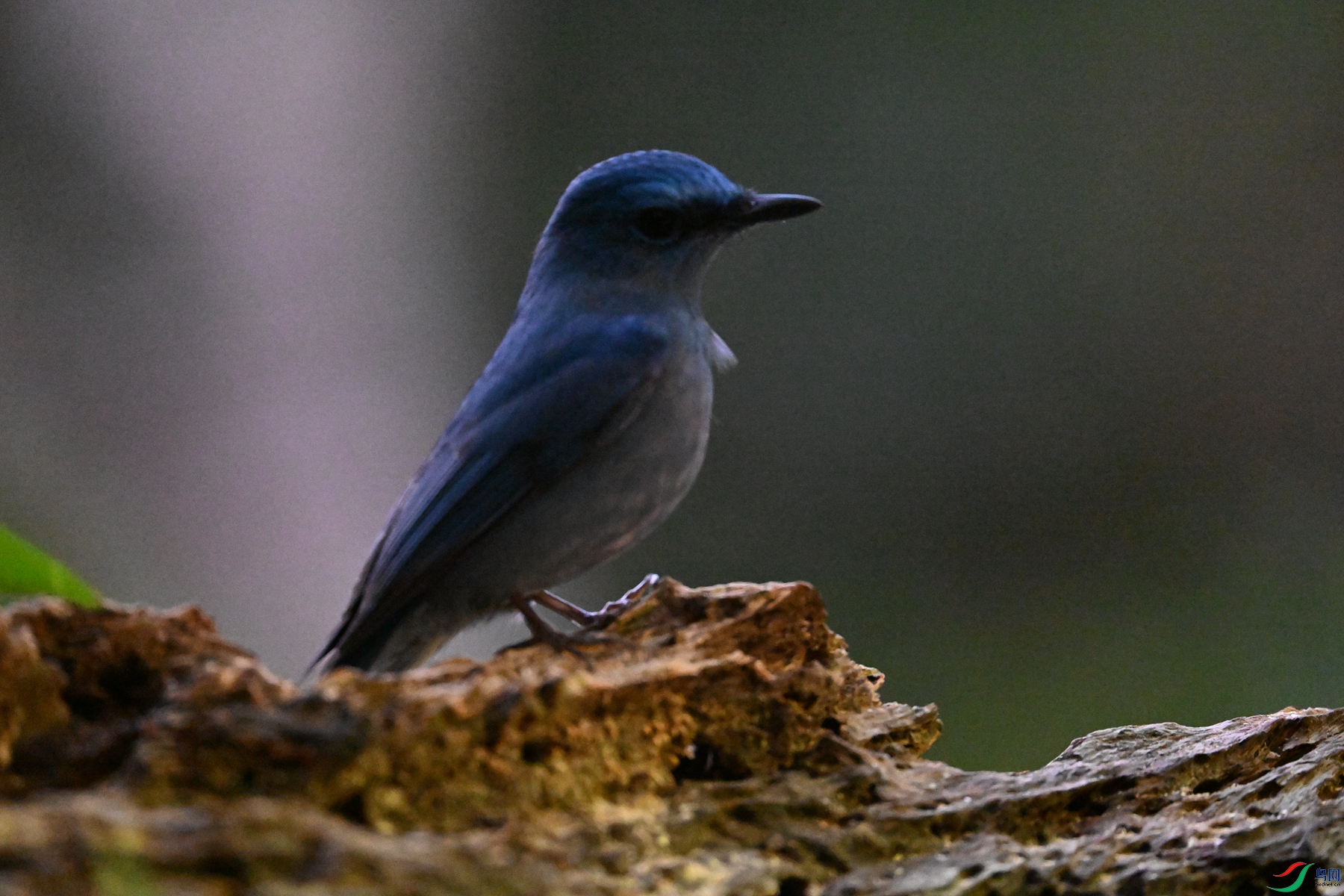 DSC_6989.JPG