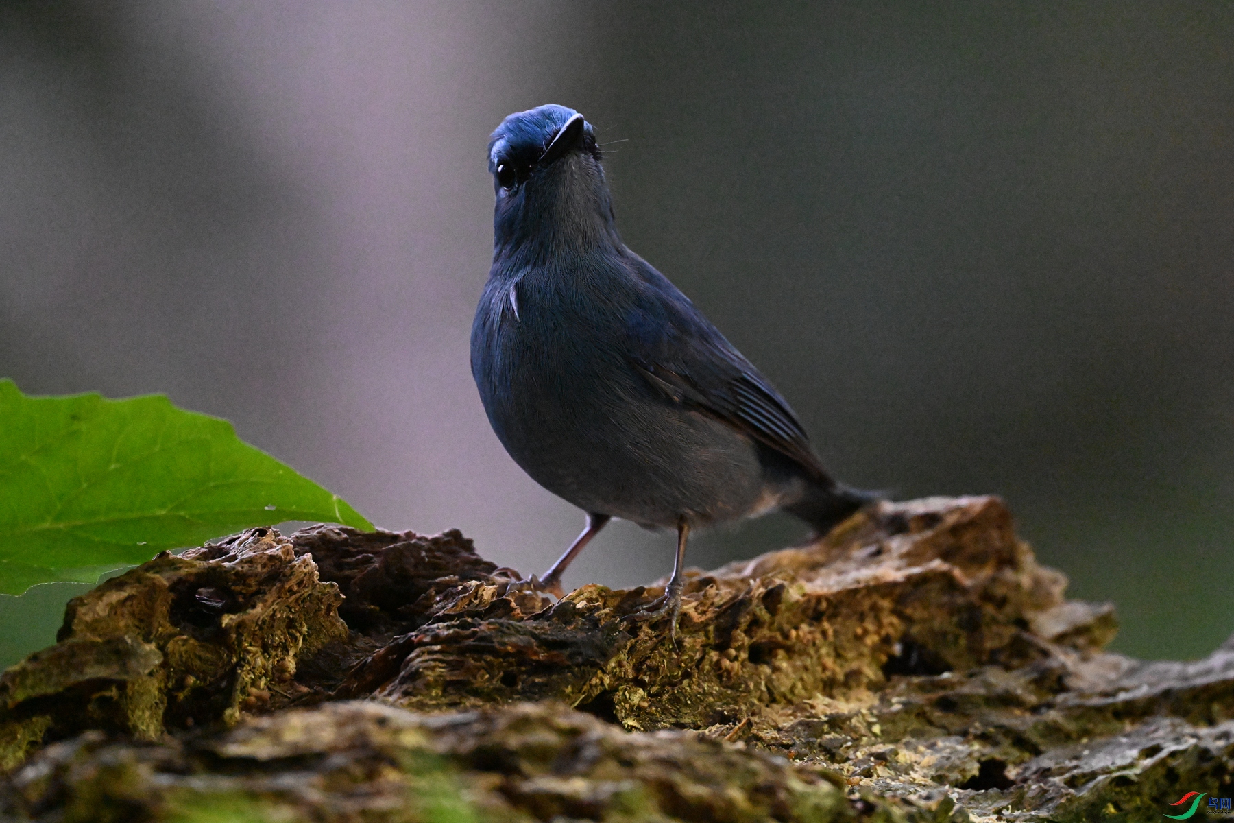 DSC_6993.JPG