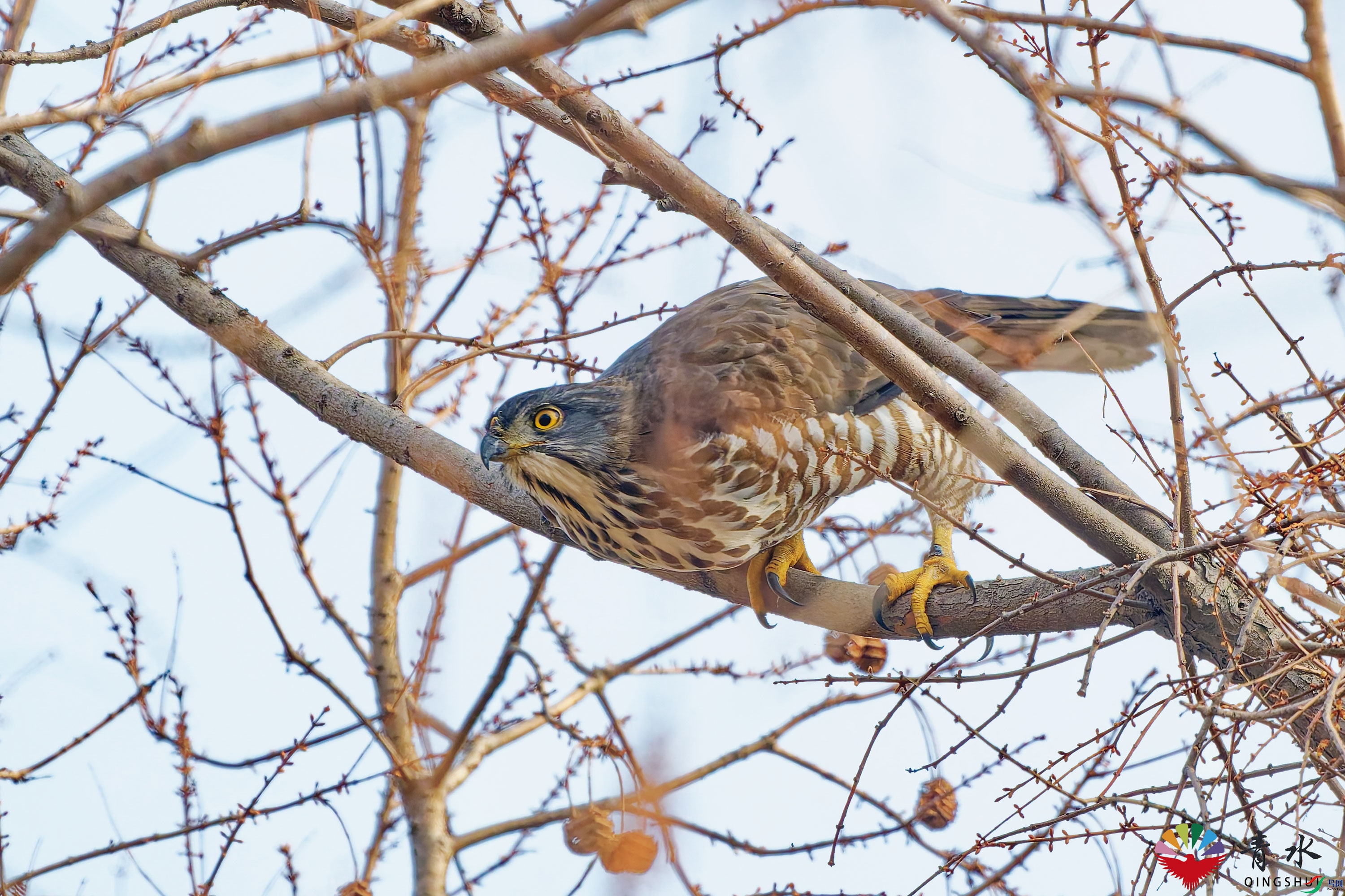 DSC_3092.jpg