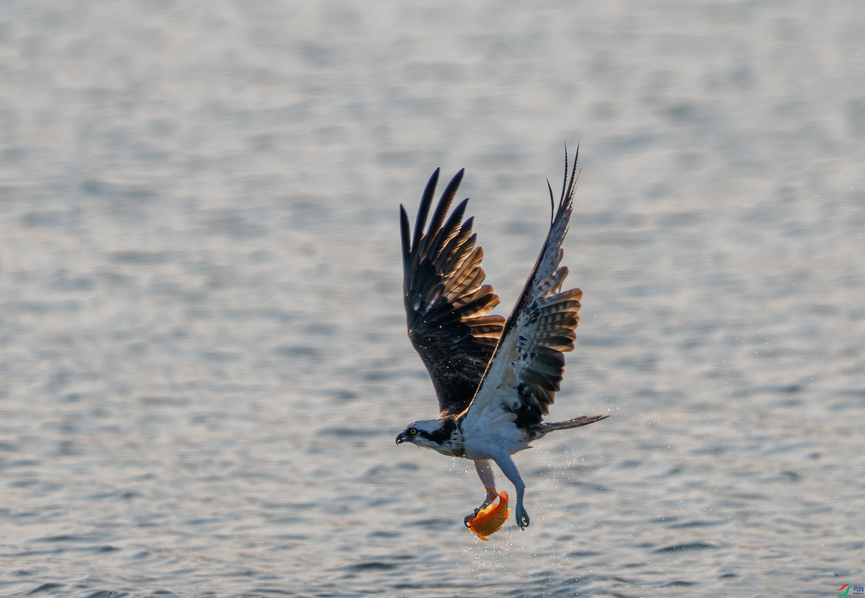 DSC_4125-1.jpg