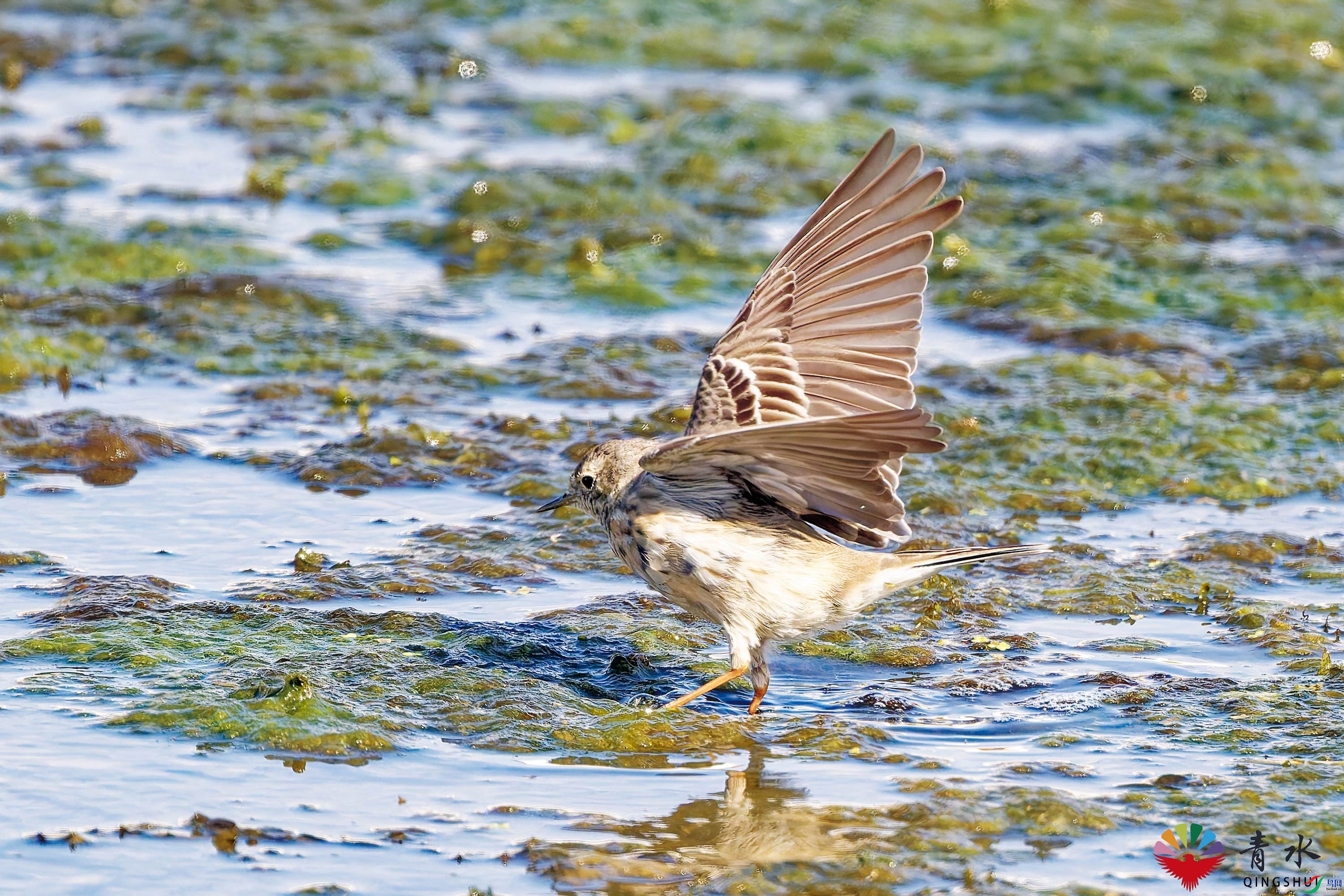 DSC_8468.jpg