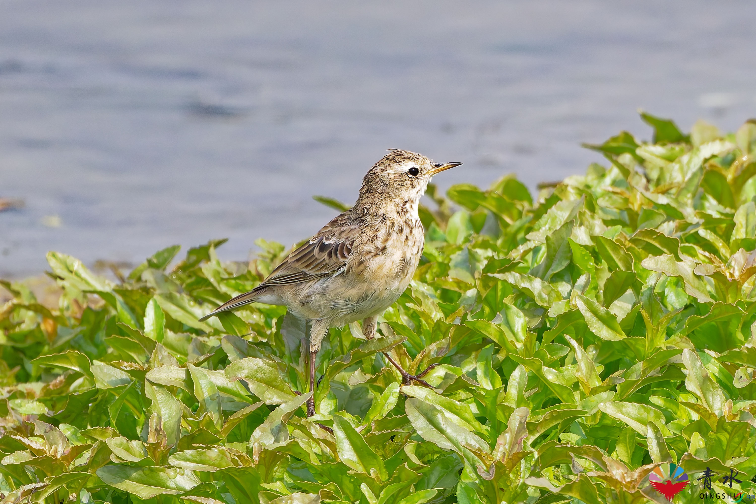 DSC_1590.jpg