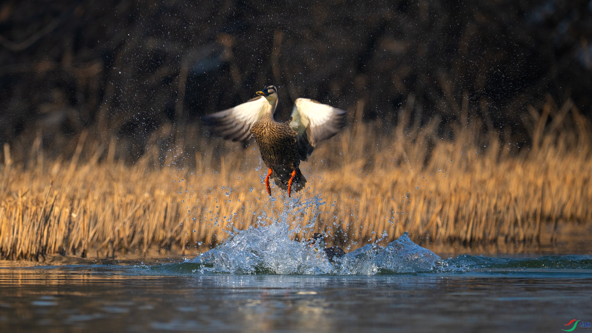 DSC_5865.jpg