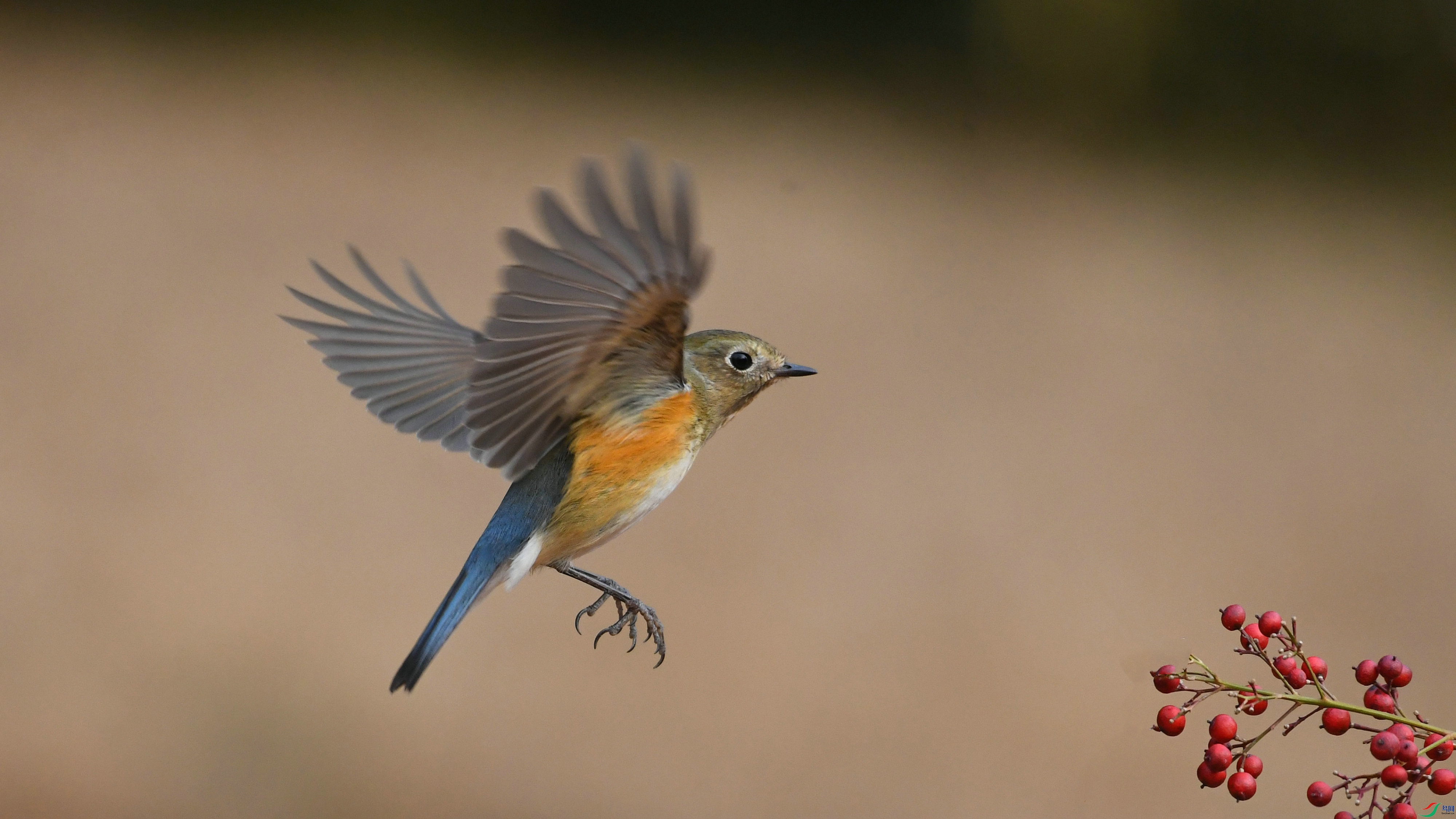 DSC_2653.JPG