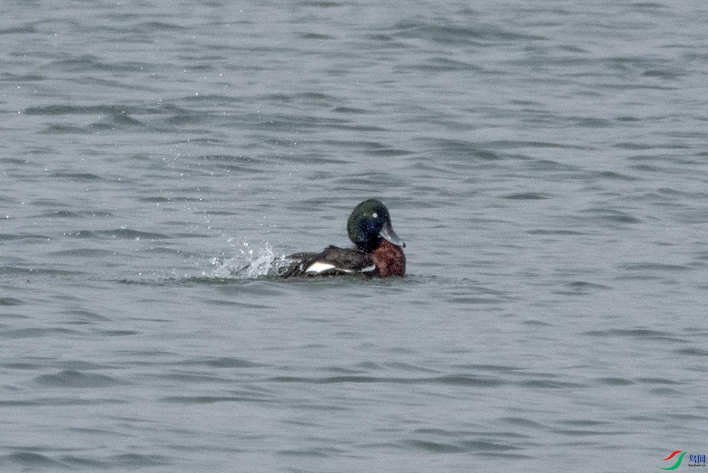 DSC05961 ����.jpg