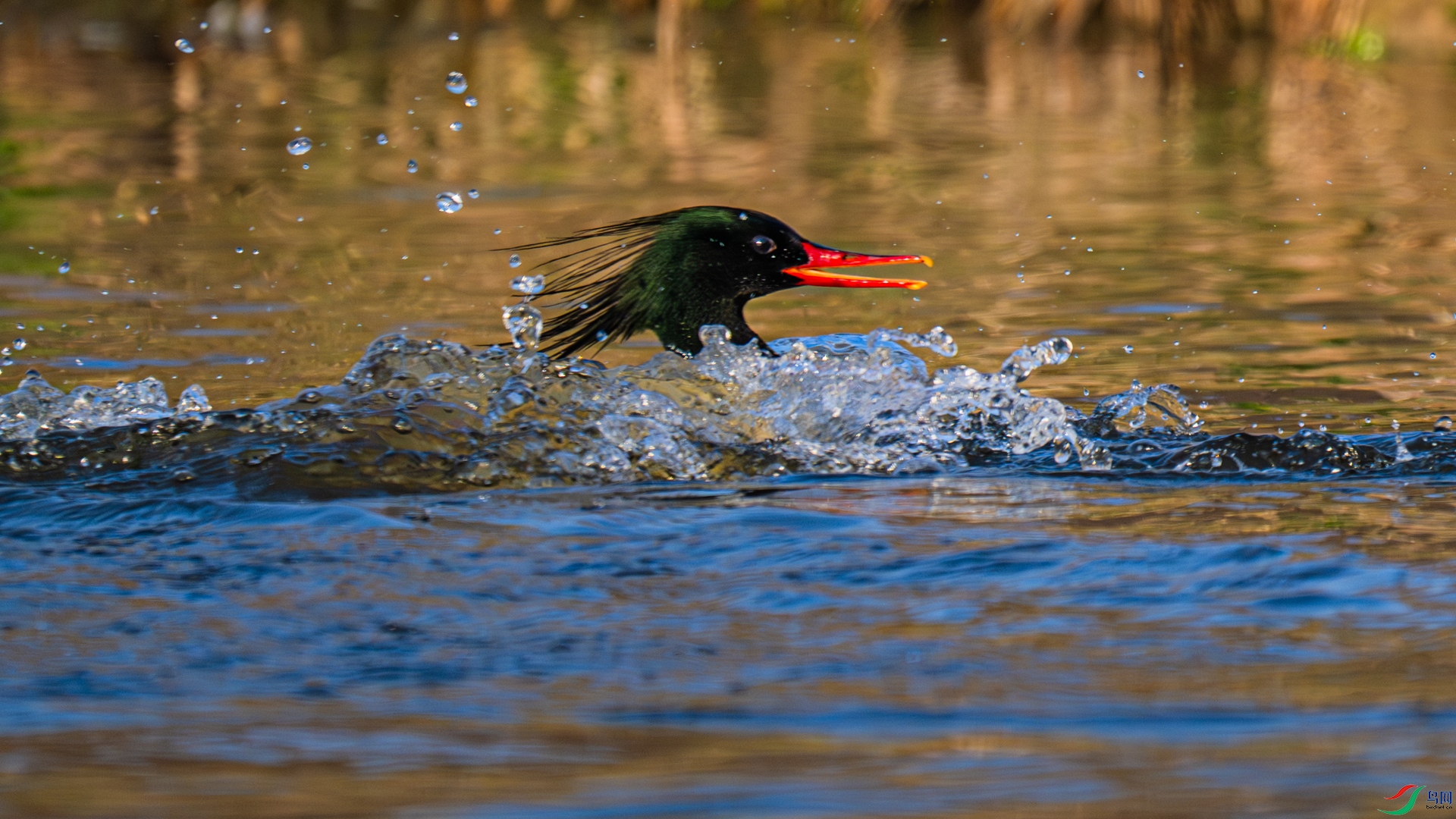 DSC_5944-1_����.jpg
