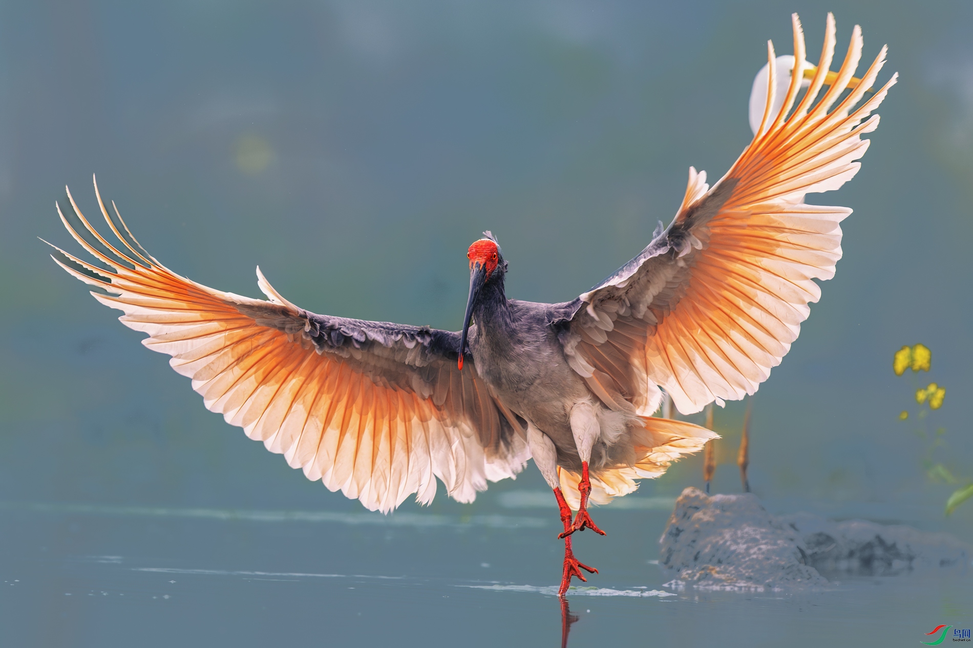 ���q----һ�𾪺��ش�ɫ