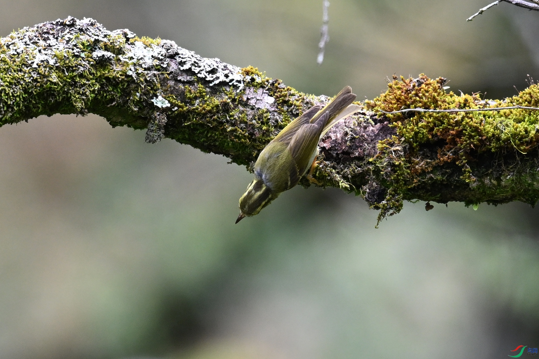 DSC_2976.JPG