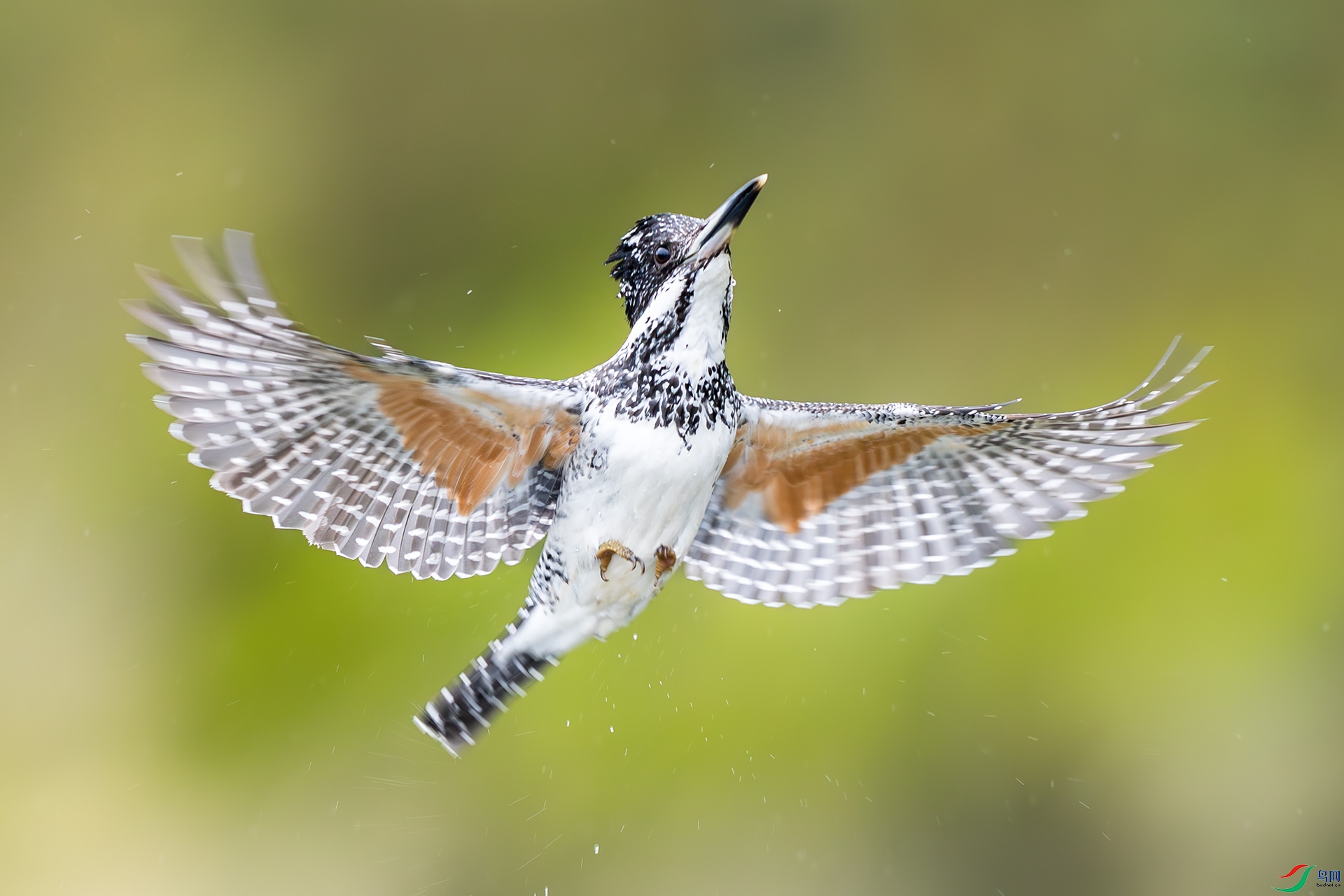 _F9A1463 ����.jpg