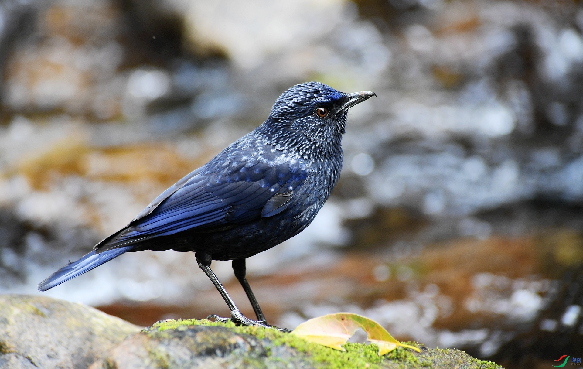 DSC_9462.jpg