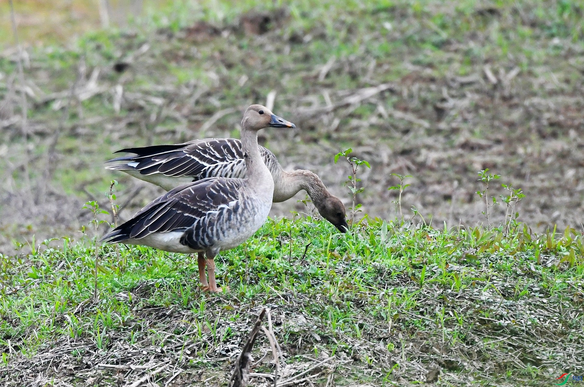 DSC_9681.jpg