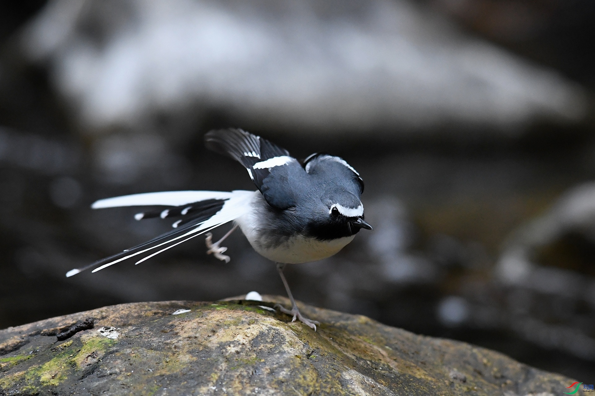 DSC_9598.jpg