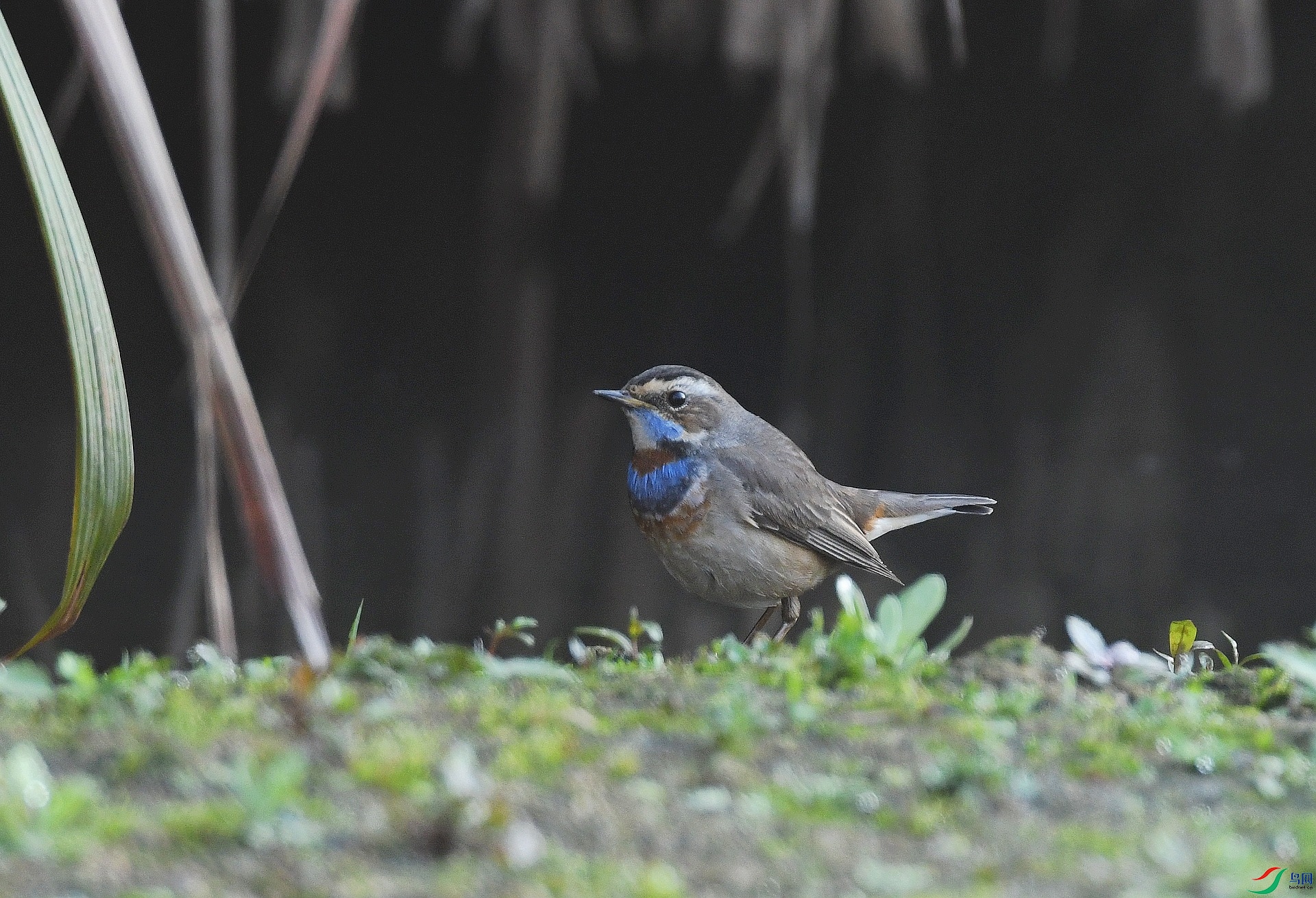 DSC_9293.jpg
