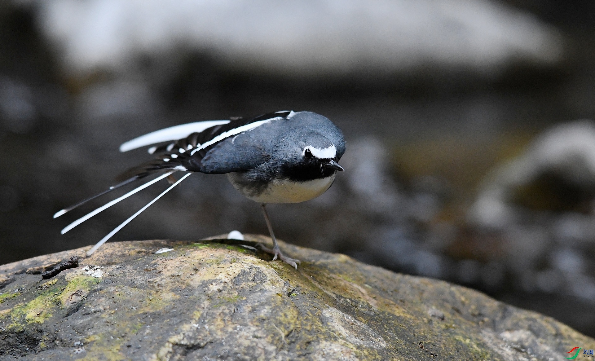 DSC_9600.jpg