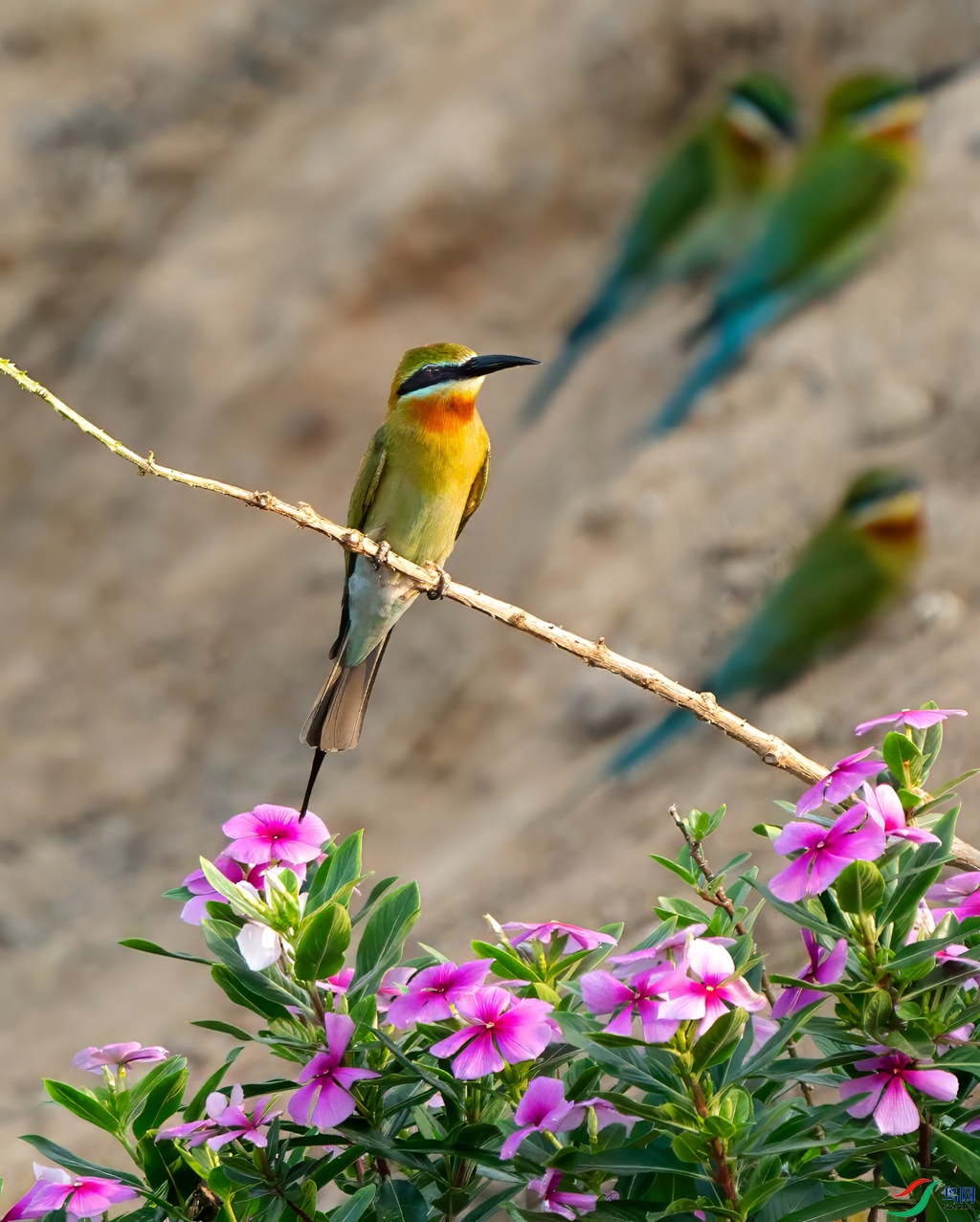 DSC09265-topaz-denoise-denoise-sharpen_����.jpg