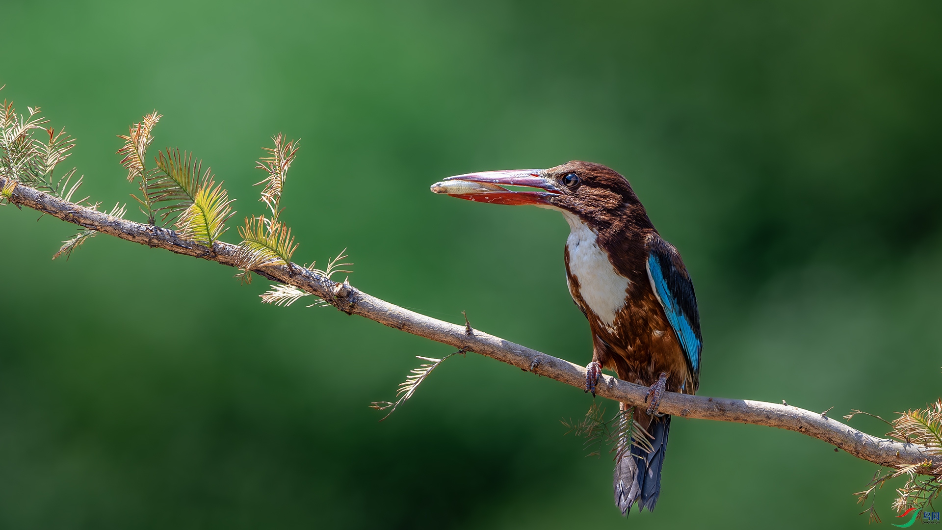 DSC_5684-����ǿ-NR ����.jpg