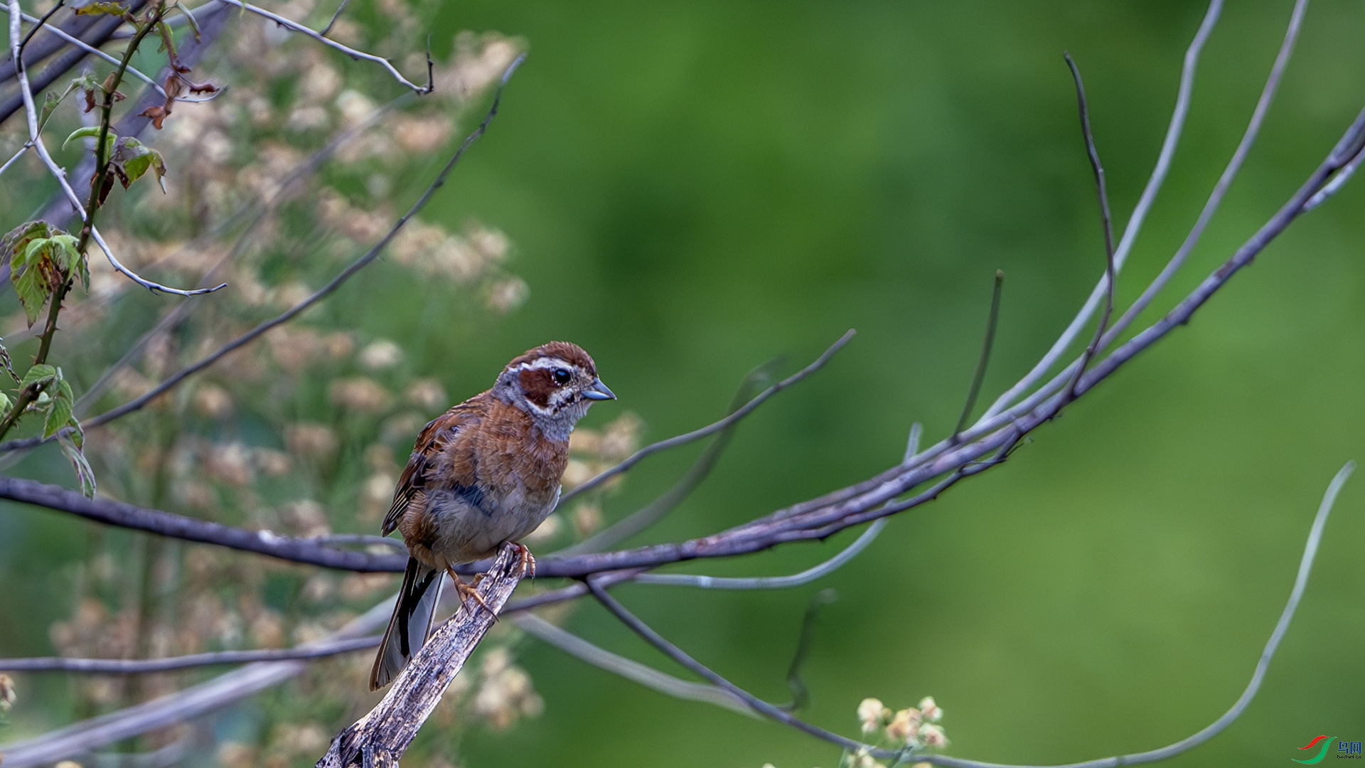 DSC_5707-����ǿ-NR ����.jpg
