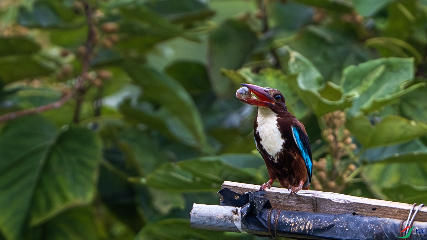 DSC_5719-����ǿ-NR ����.jpg