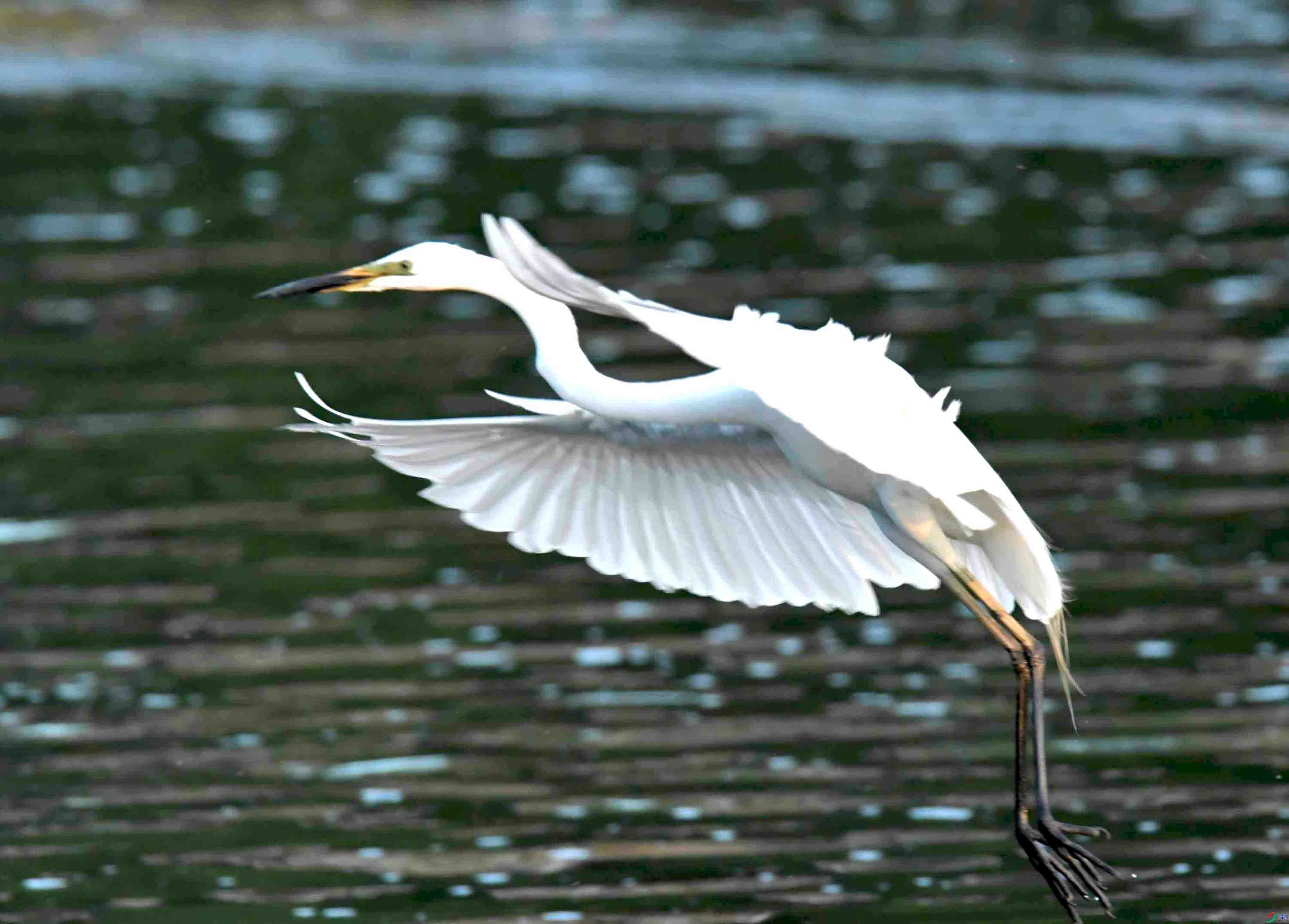 DSC_7382.JPG