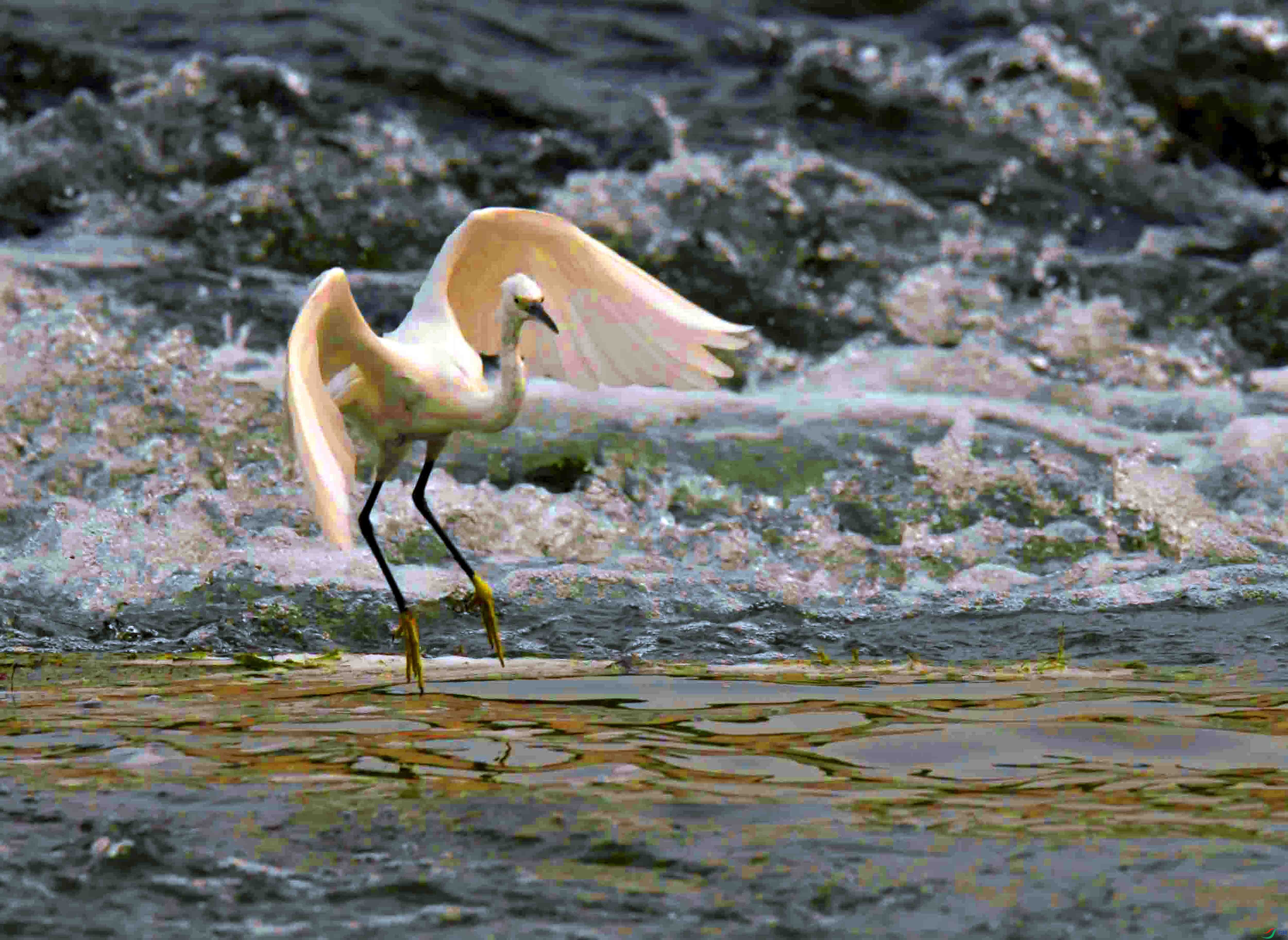 DSC_7386.JPG