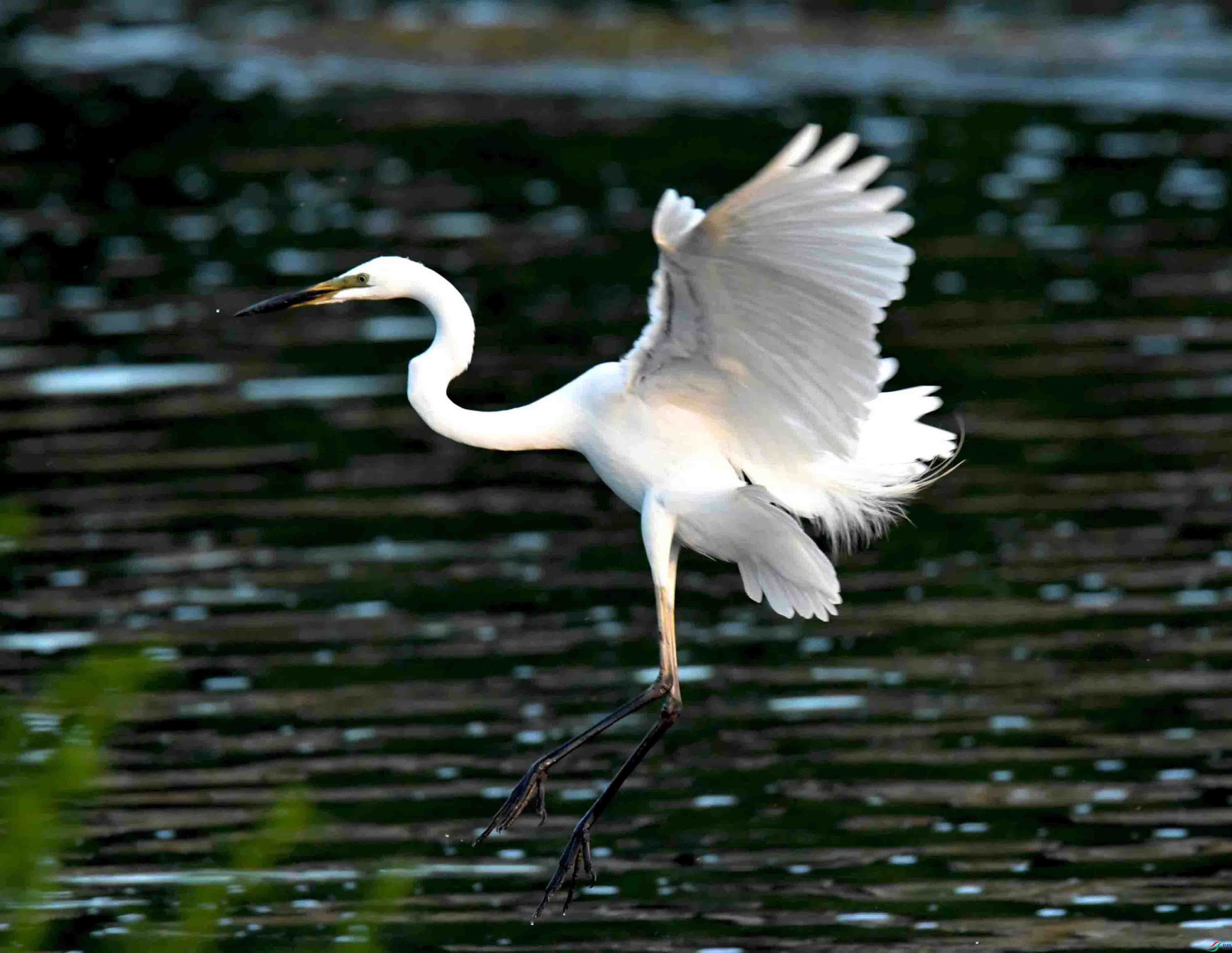 DSC_7384.JPG