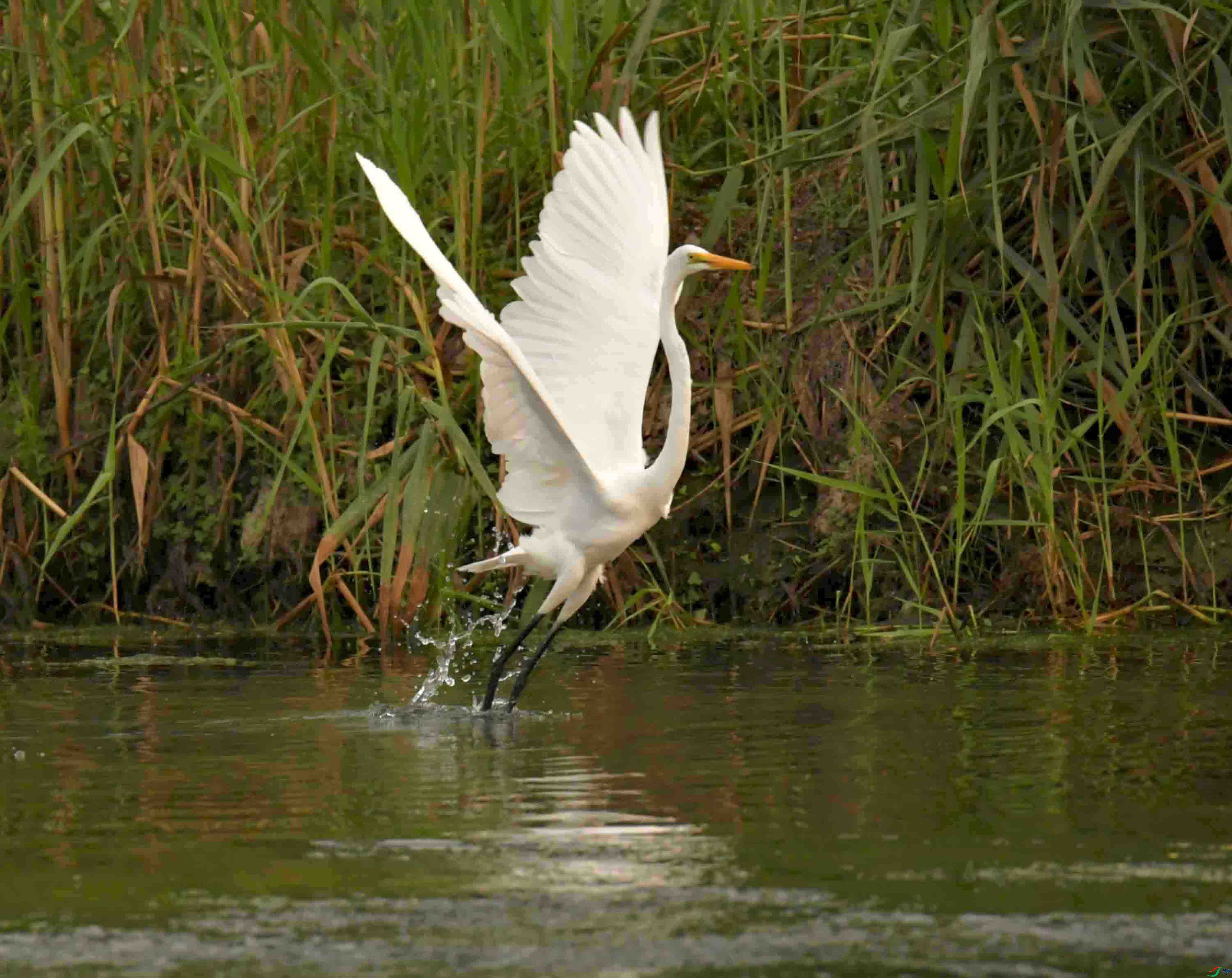 DSC_7389.JPG