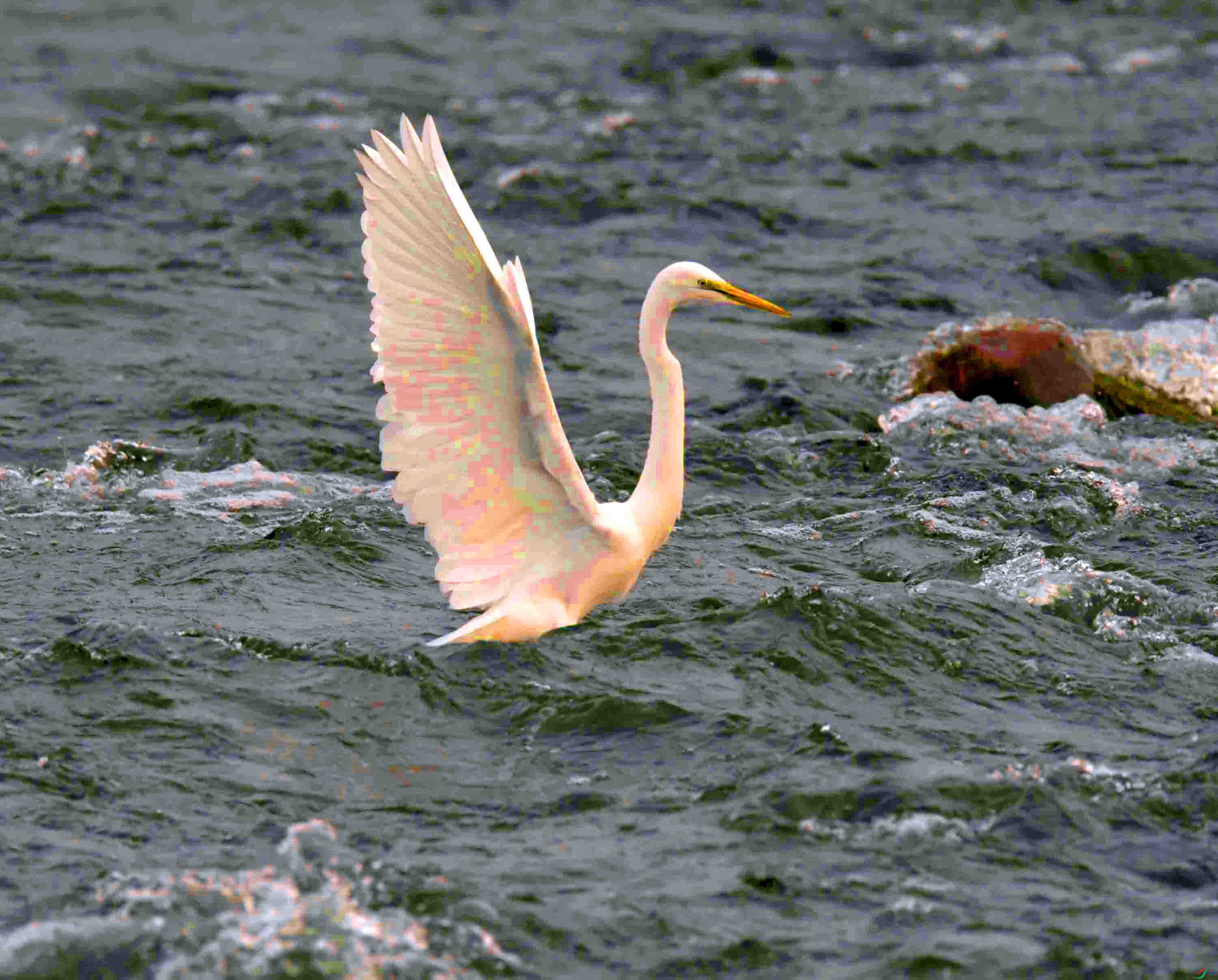 DSC_7402.JPG