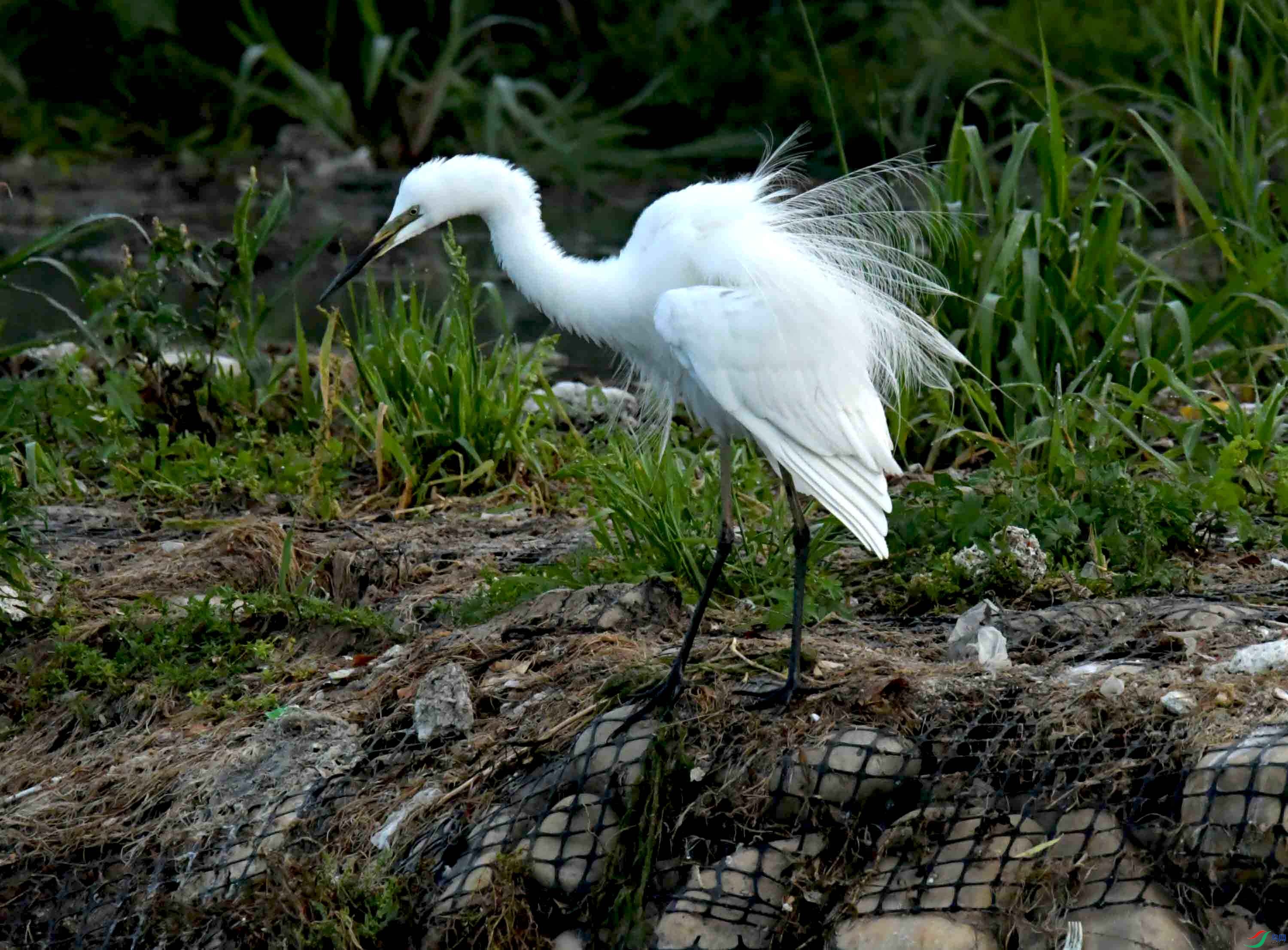 DSC_7416.JPG