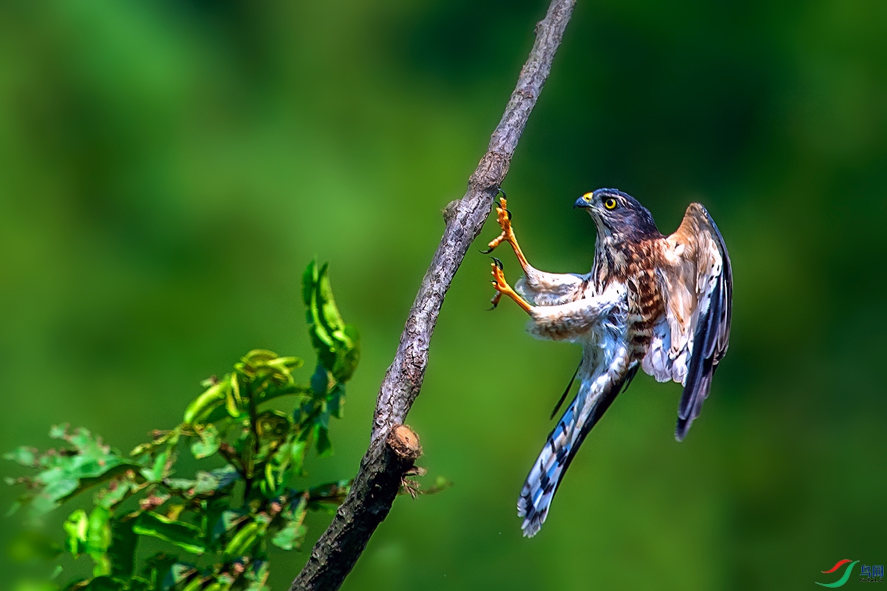 DSC_7398a.jpg