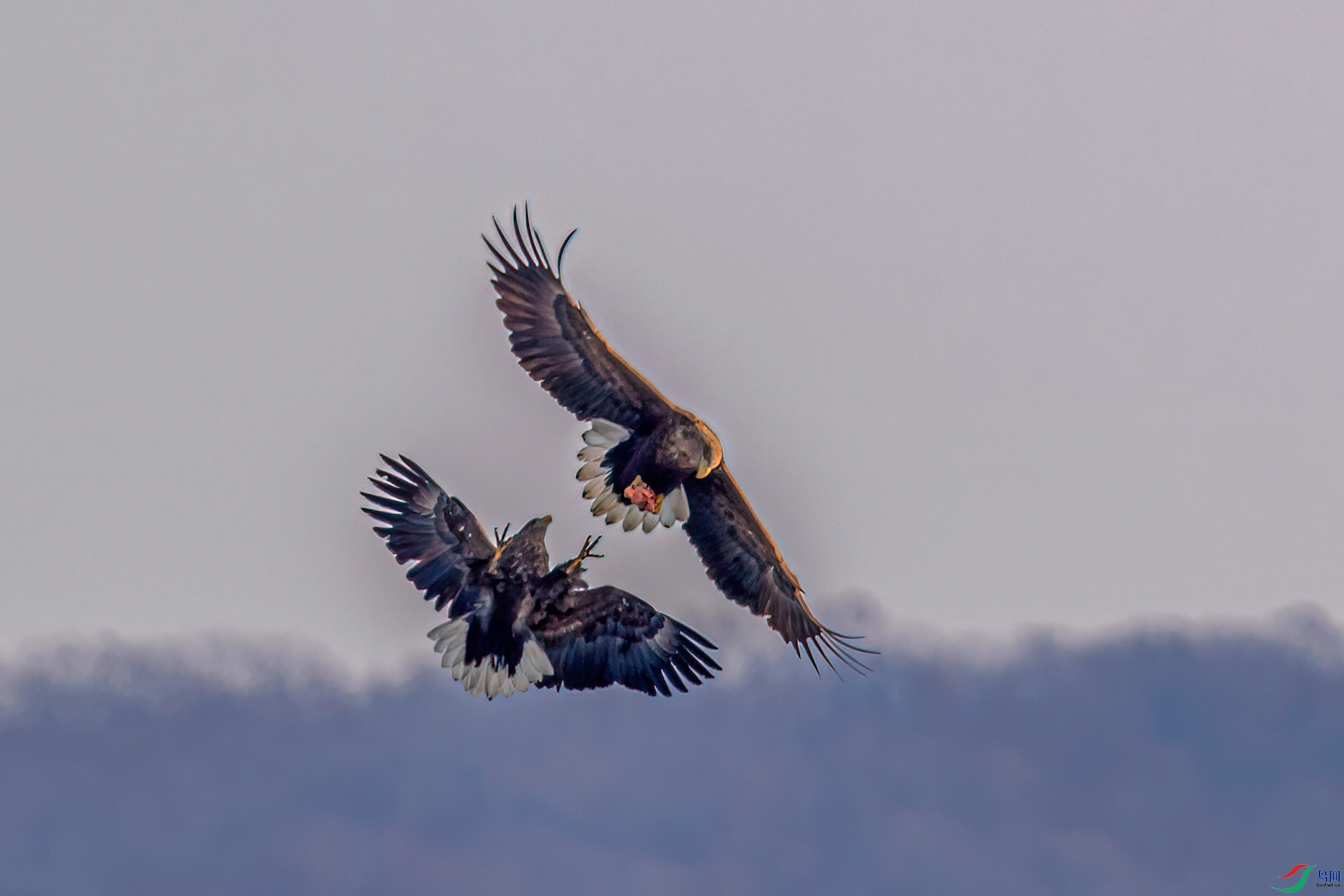 DSC_3769a.jpg
