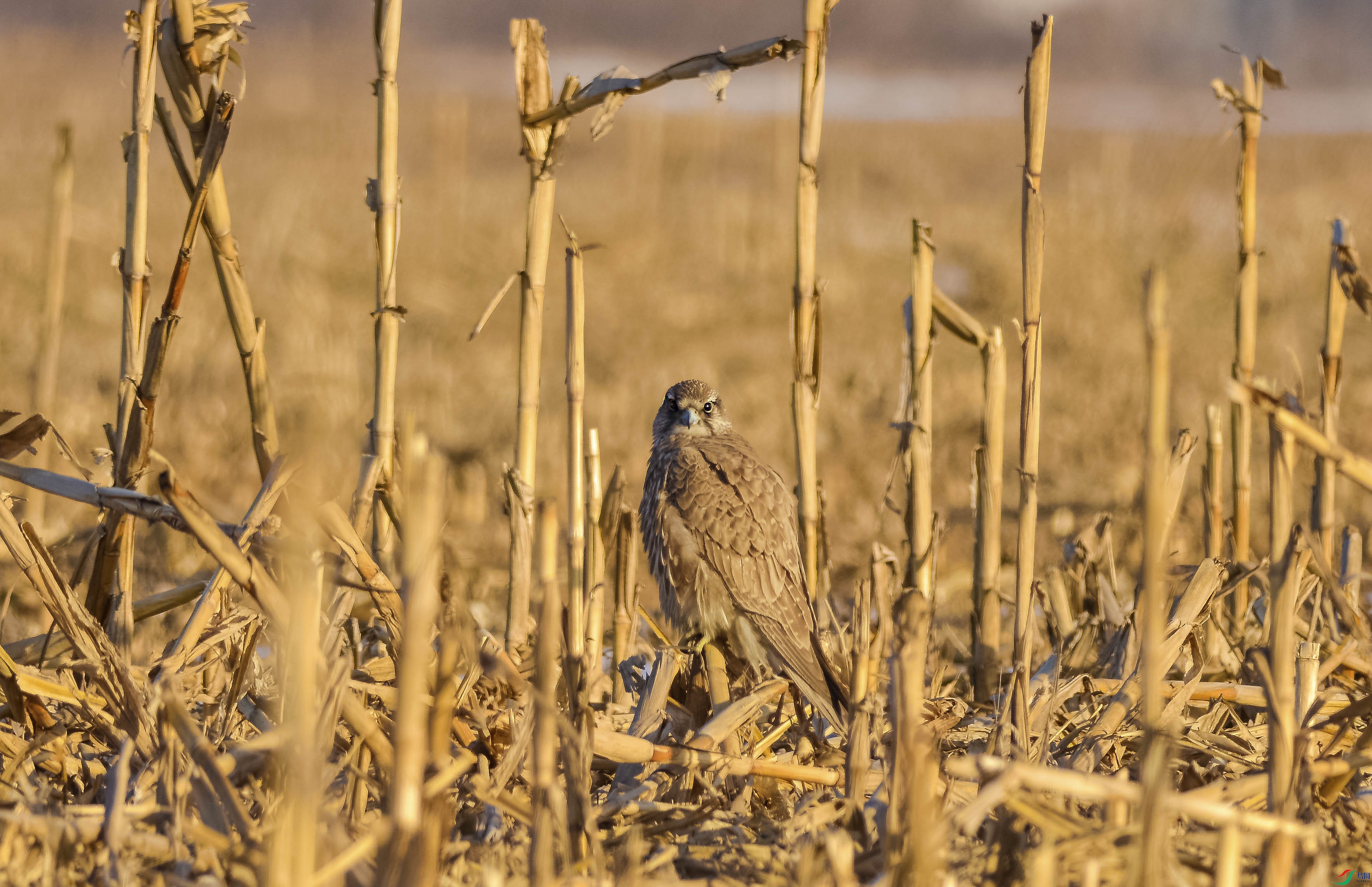 DSC_6148.jpg