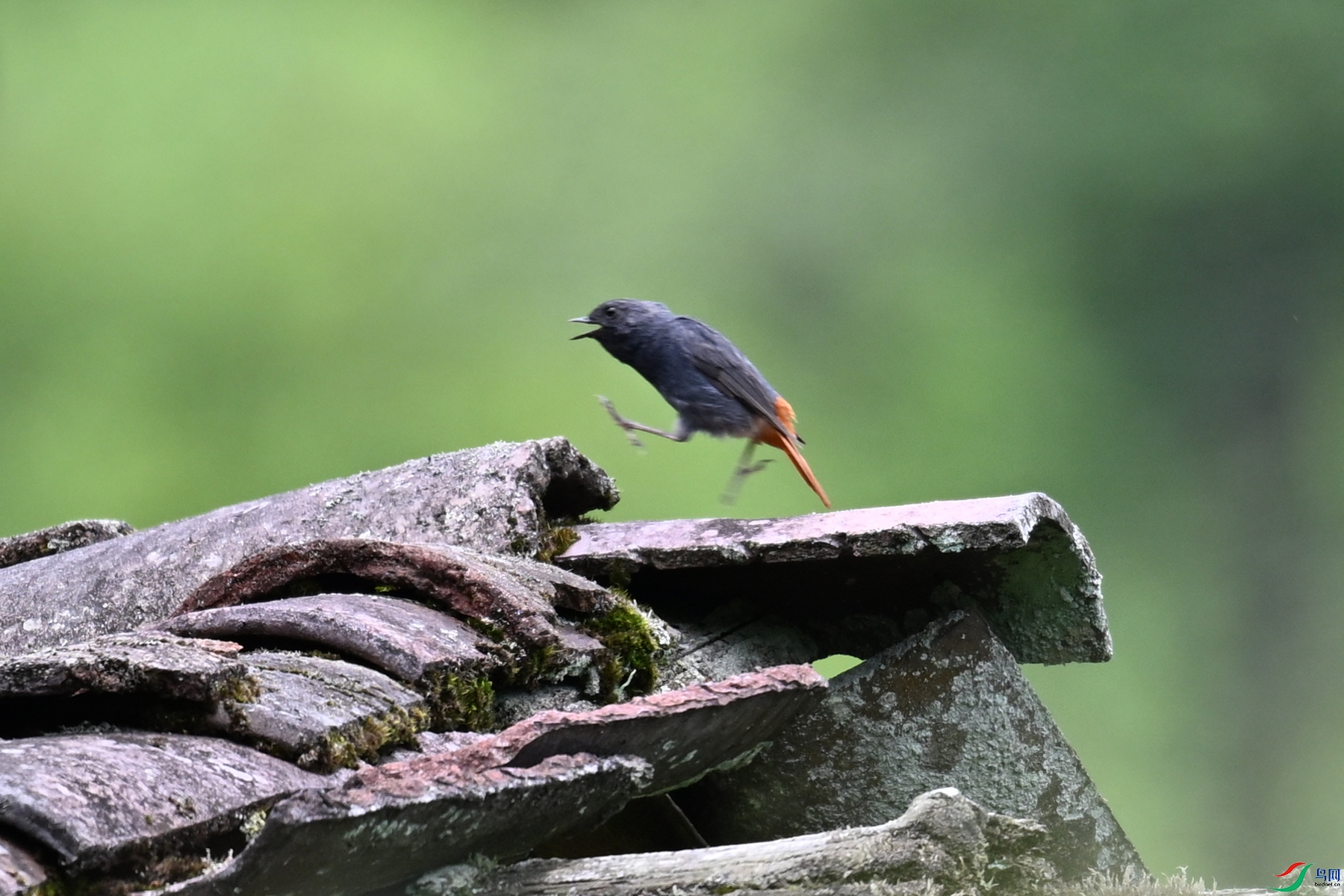 DSC_2911.JPG