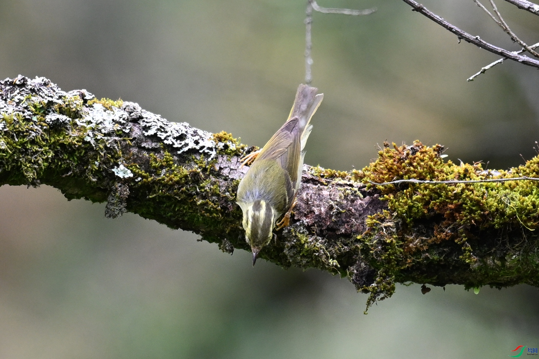 DSC_2975.JPG