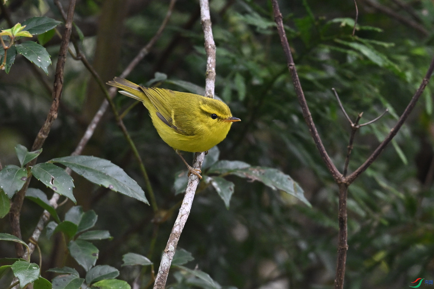 DSC_7082.JPG