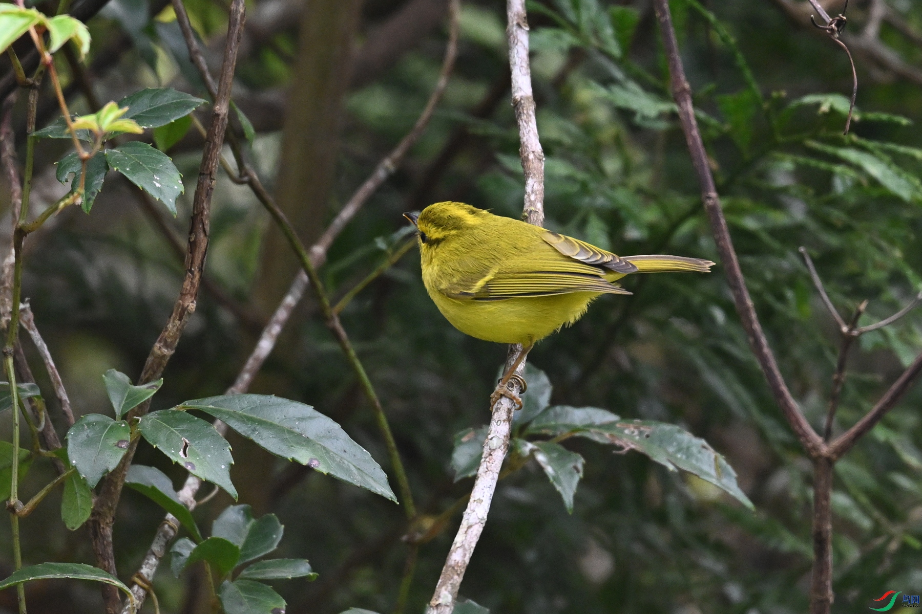 DSC_7088.JPG