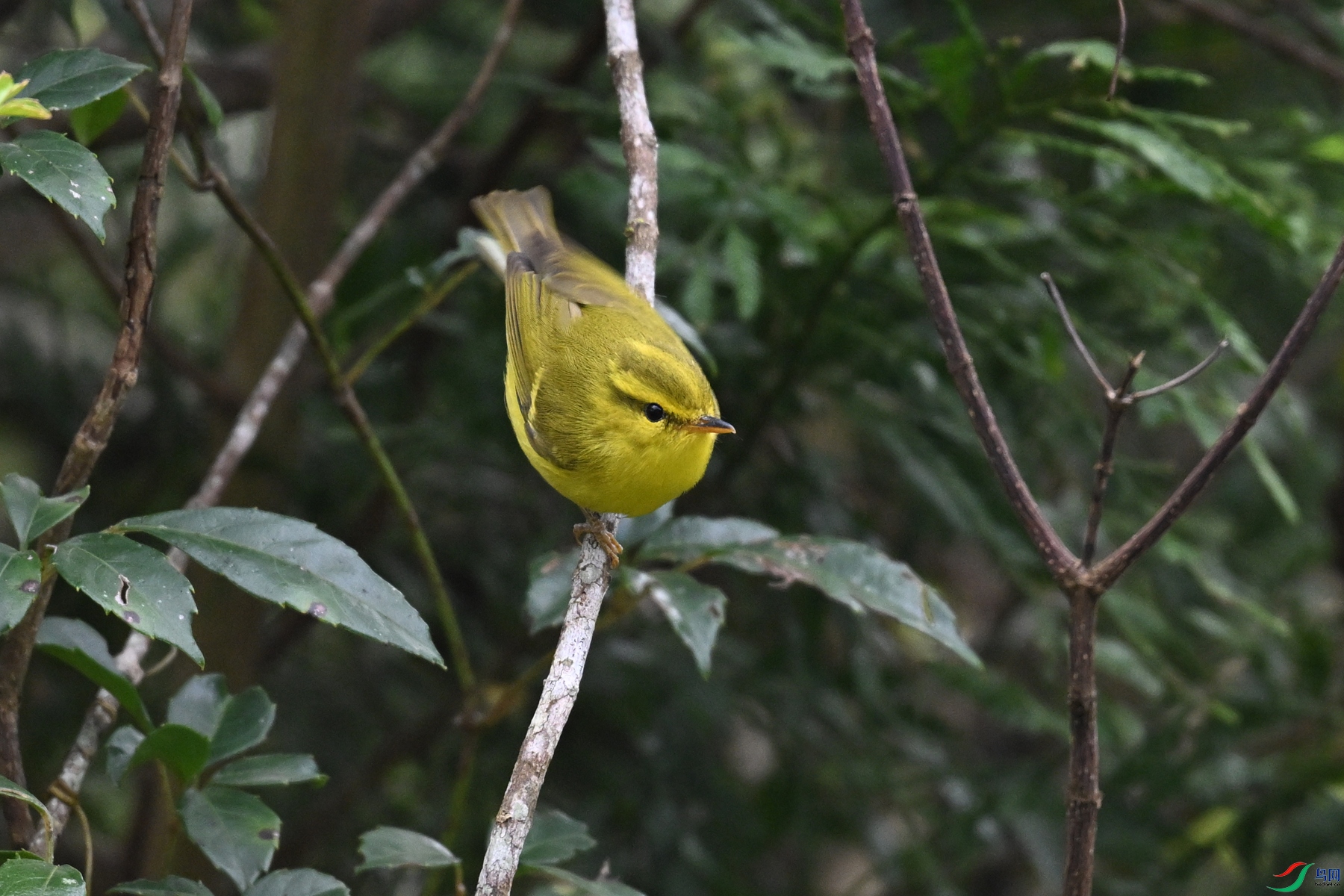 DSC_7068.JPG