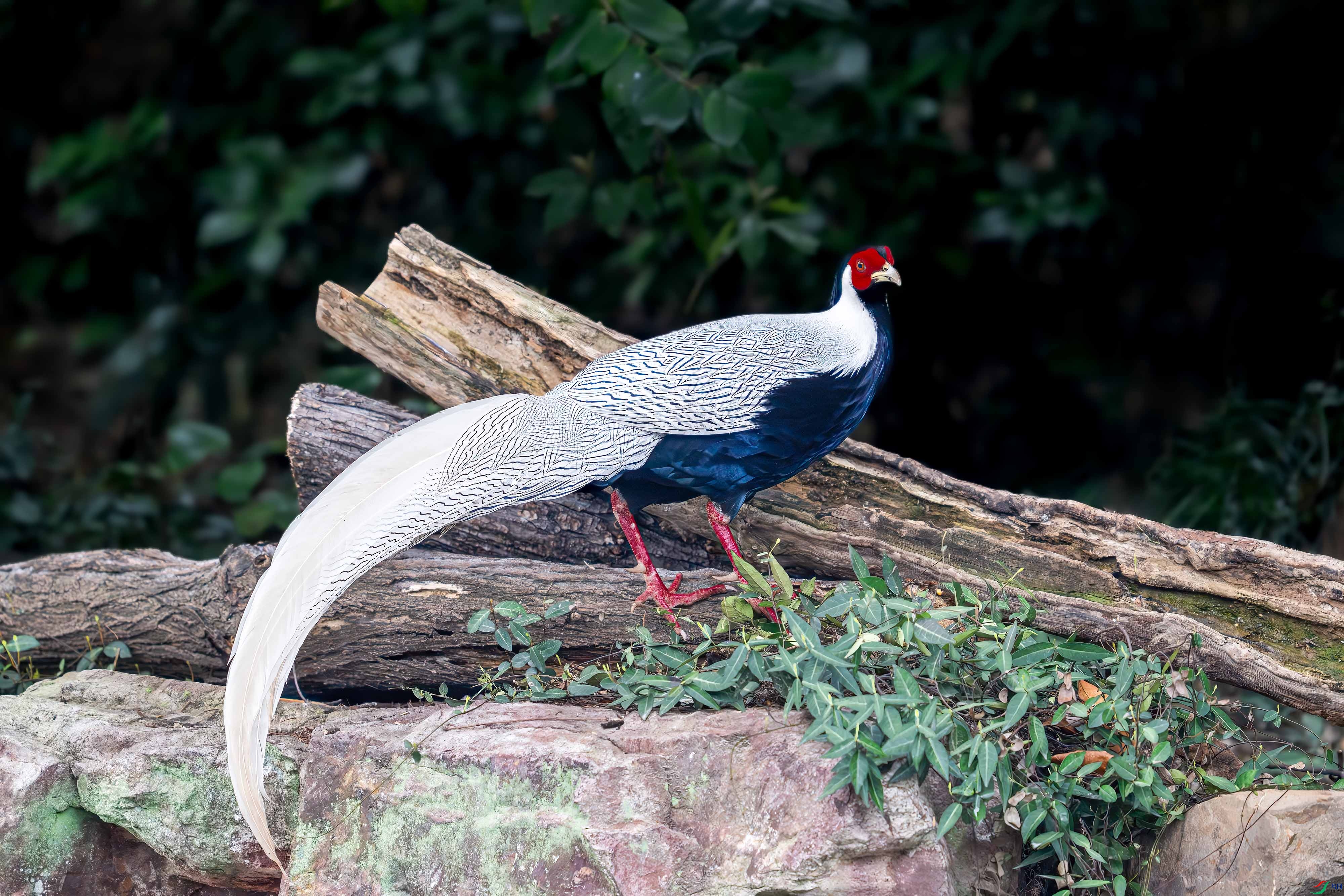 _DSC9542.jpg