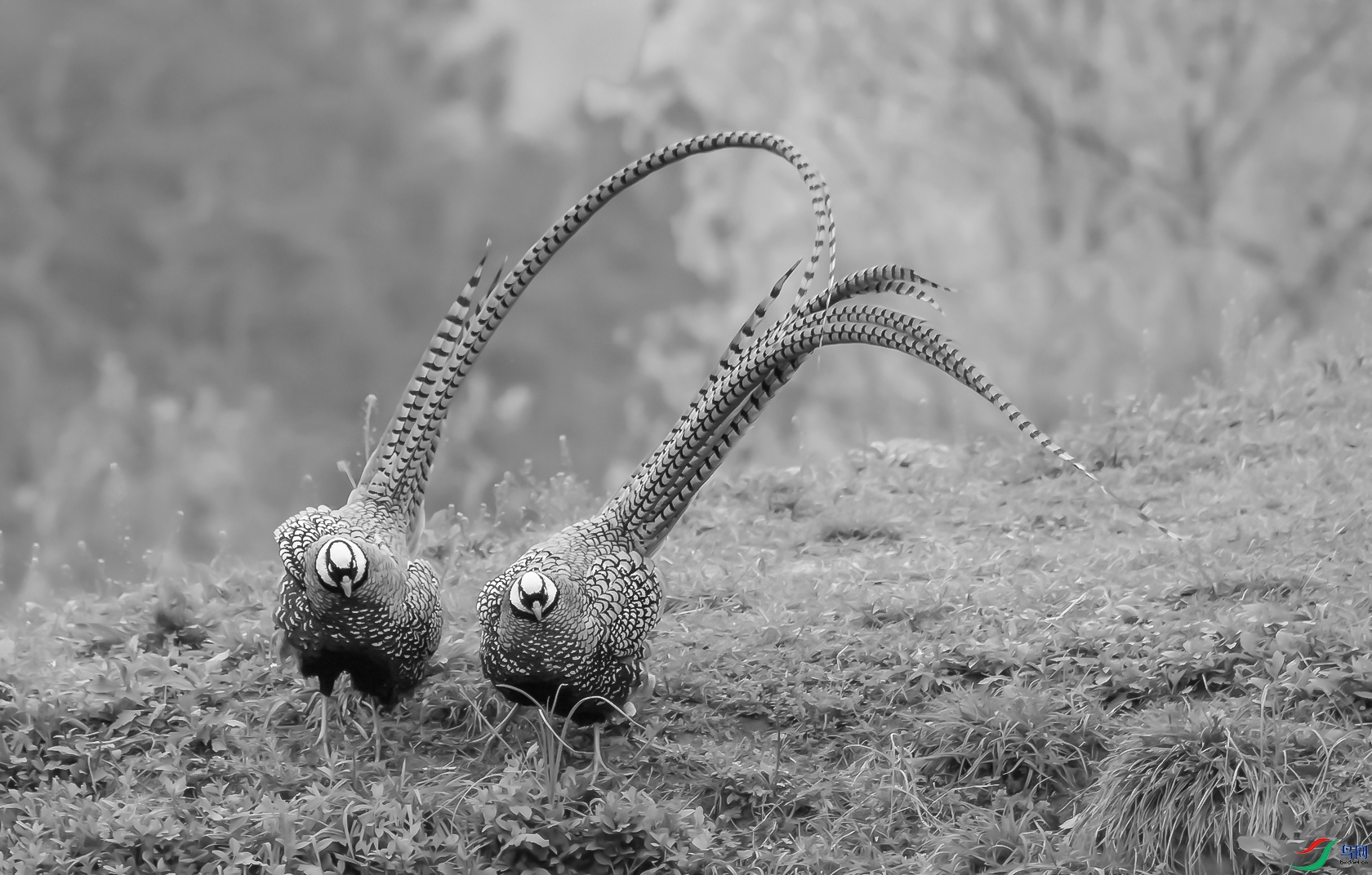 �׹ڳ�β��1 - ���� 1.jpg