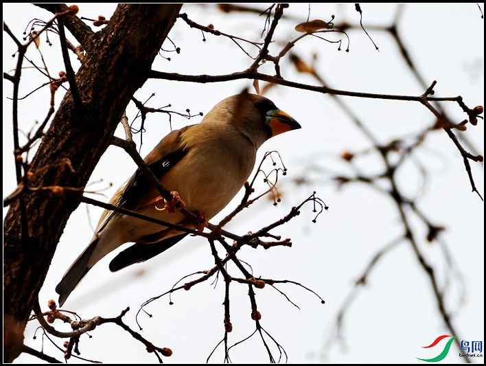 ��β����ȸ