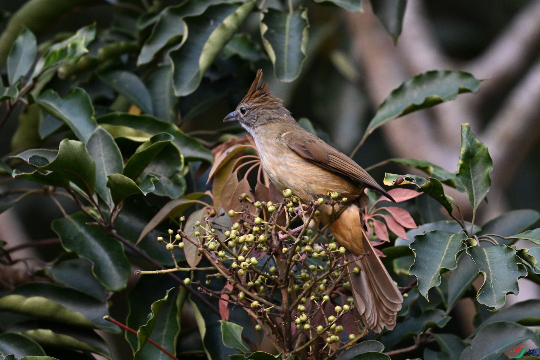 DSC_7041.JPG