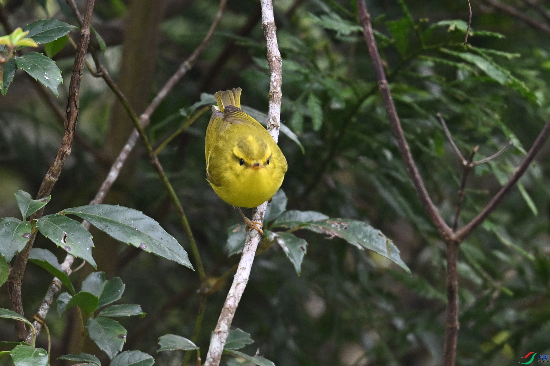 DSC_7081.JPG