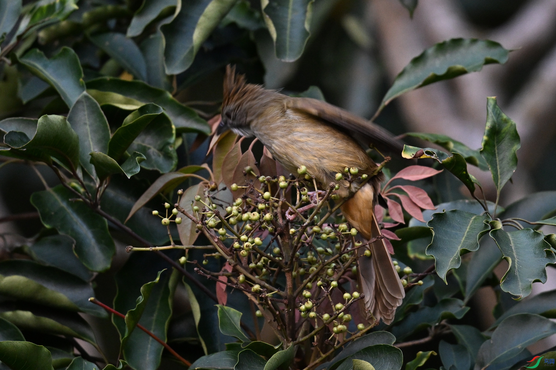 DSC_7044.JPG