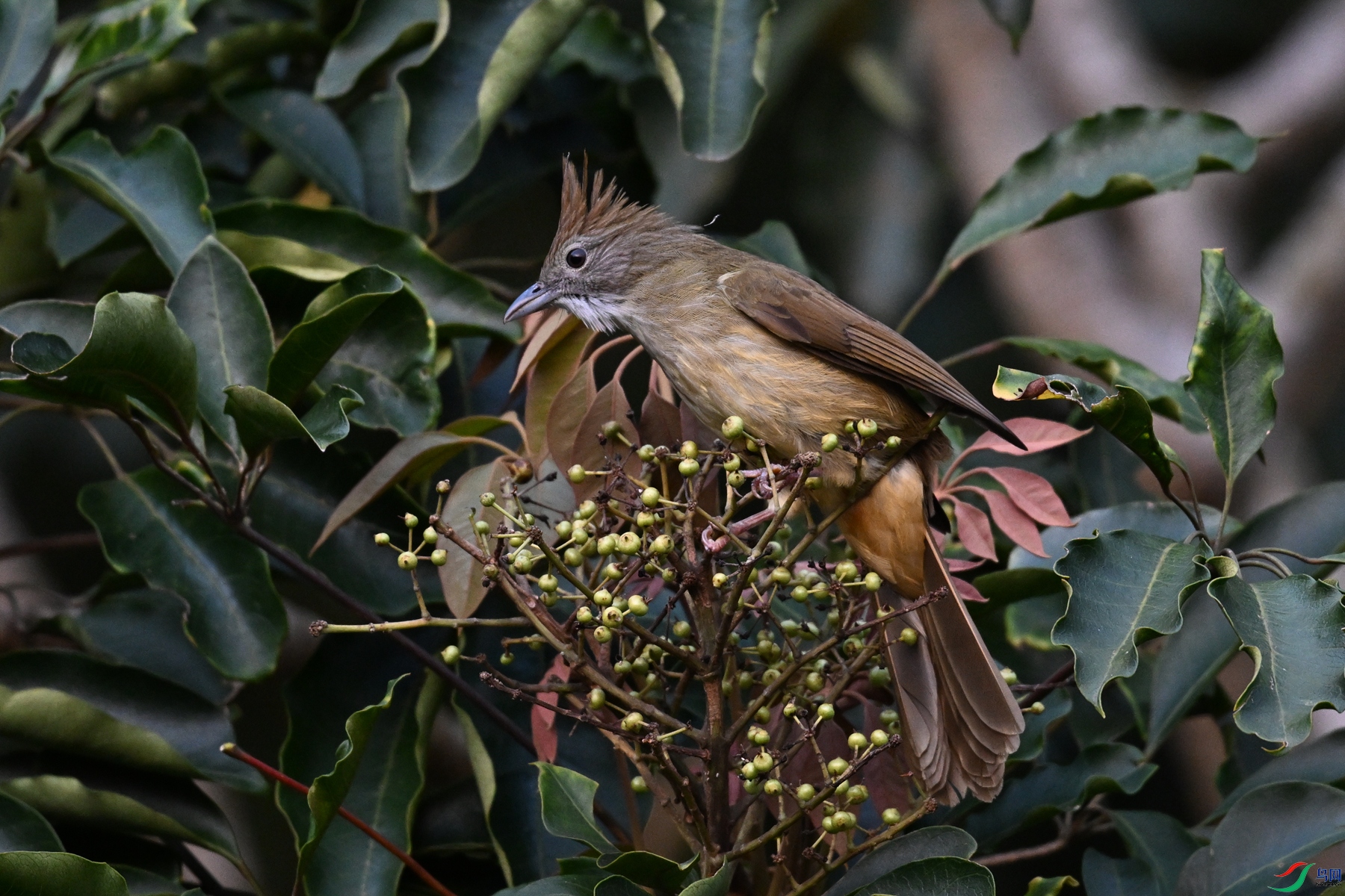 DSC_7043.JPG