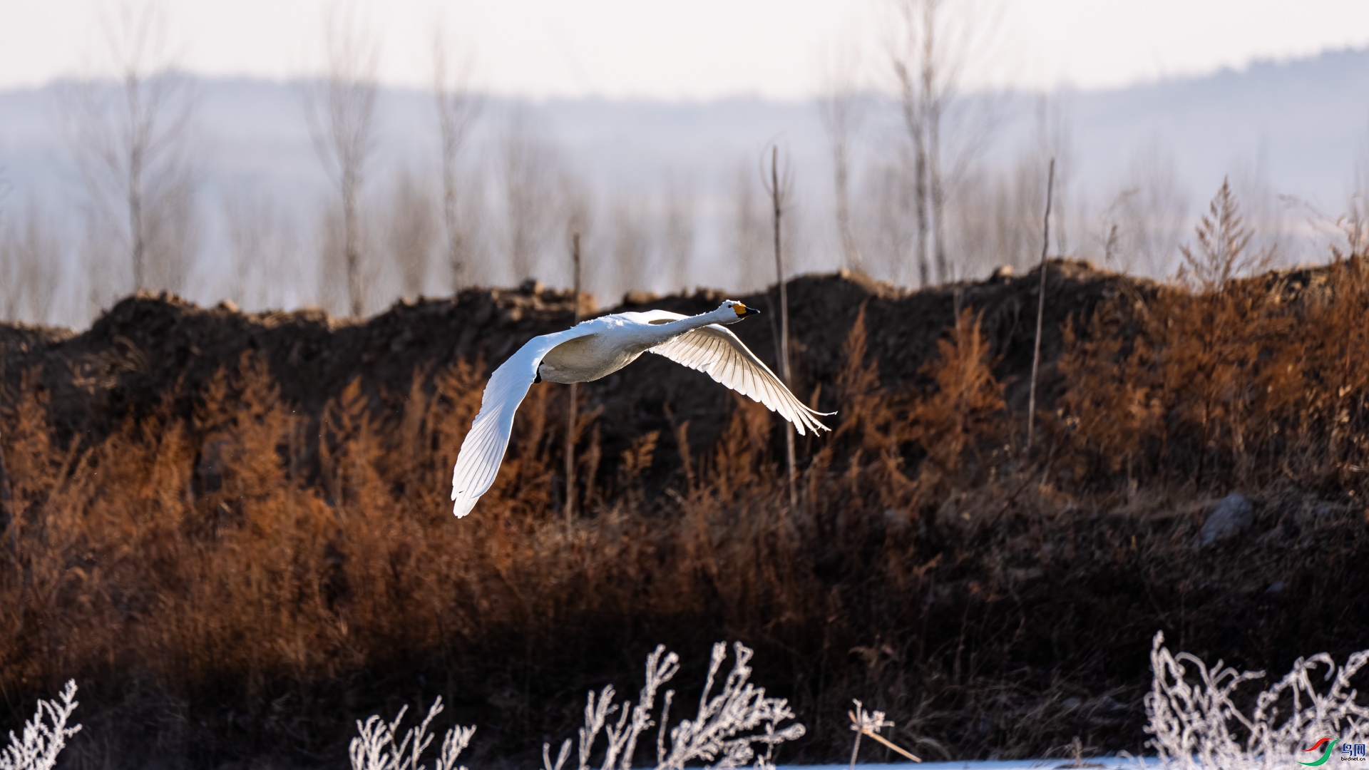 _DSC6498.jpg