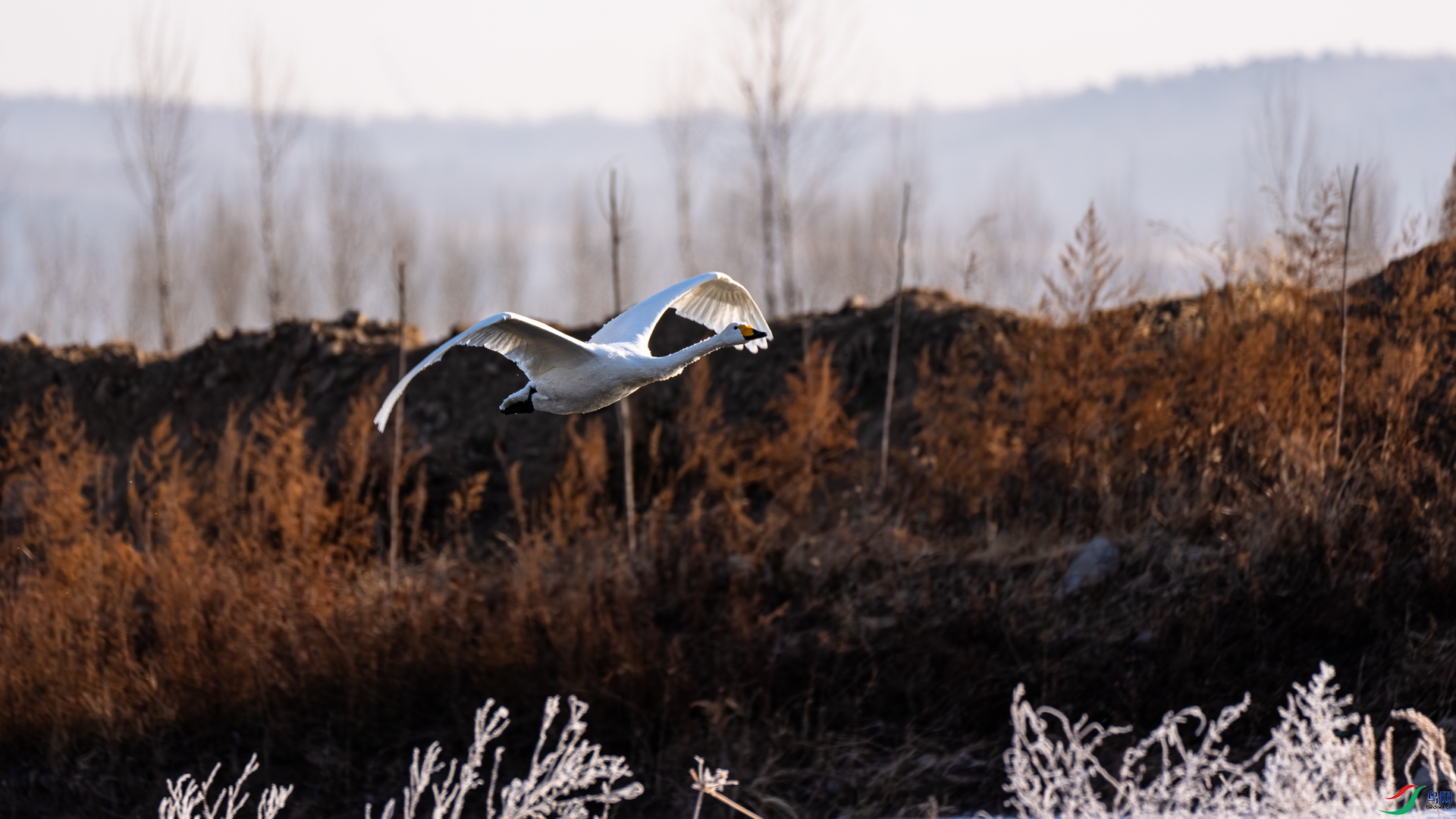 _DSC6500.jpg