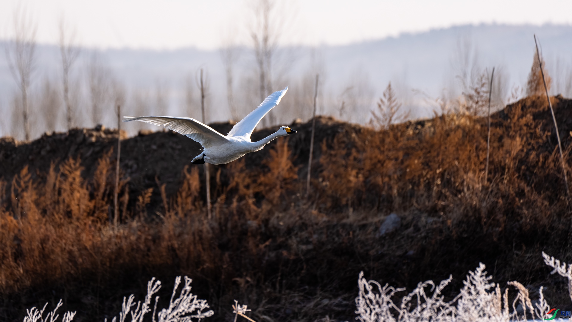_DSC6501.jpg