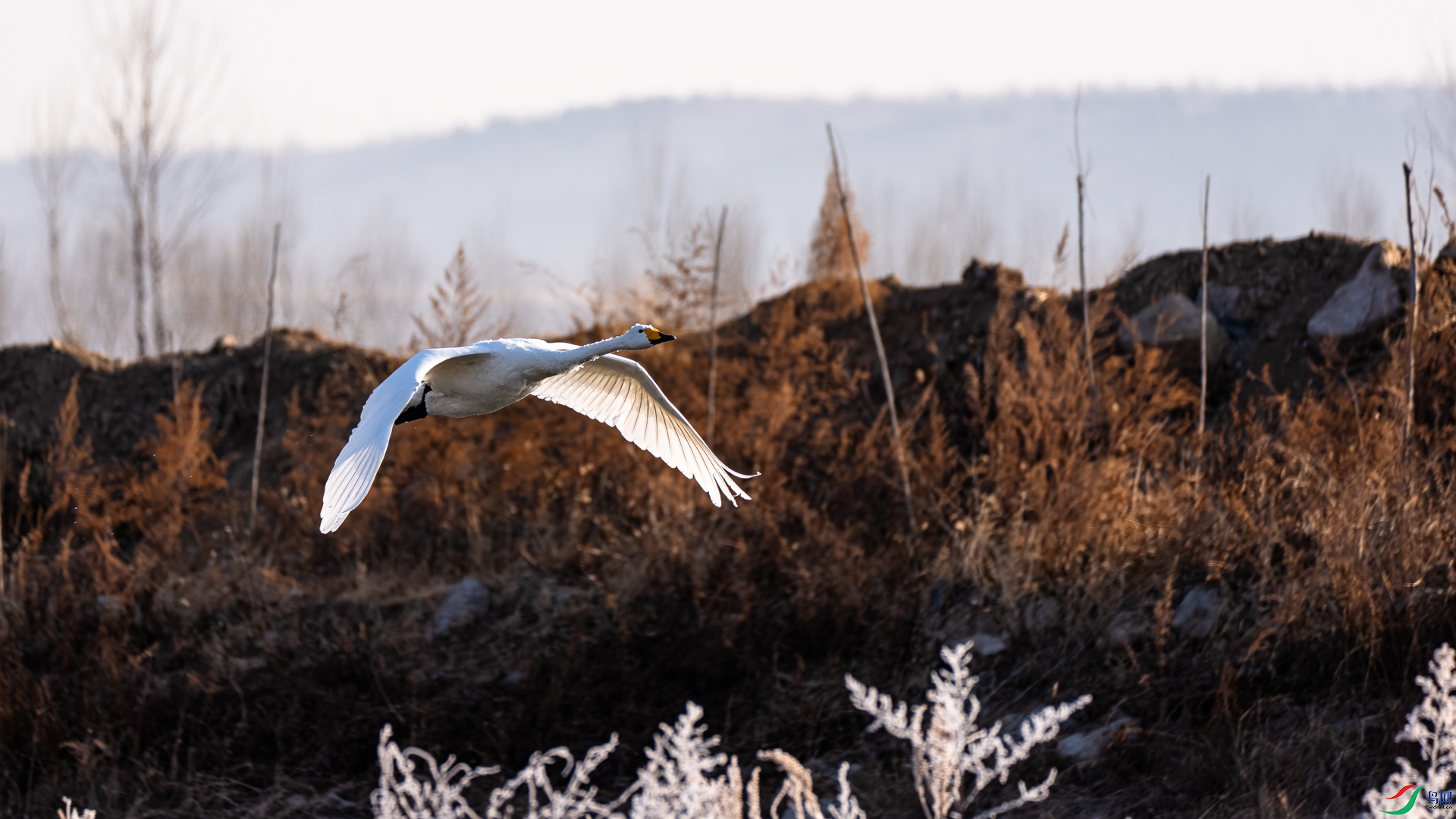 _DSC6506.jpg